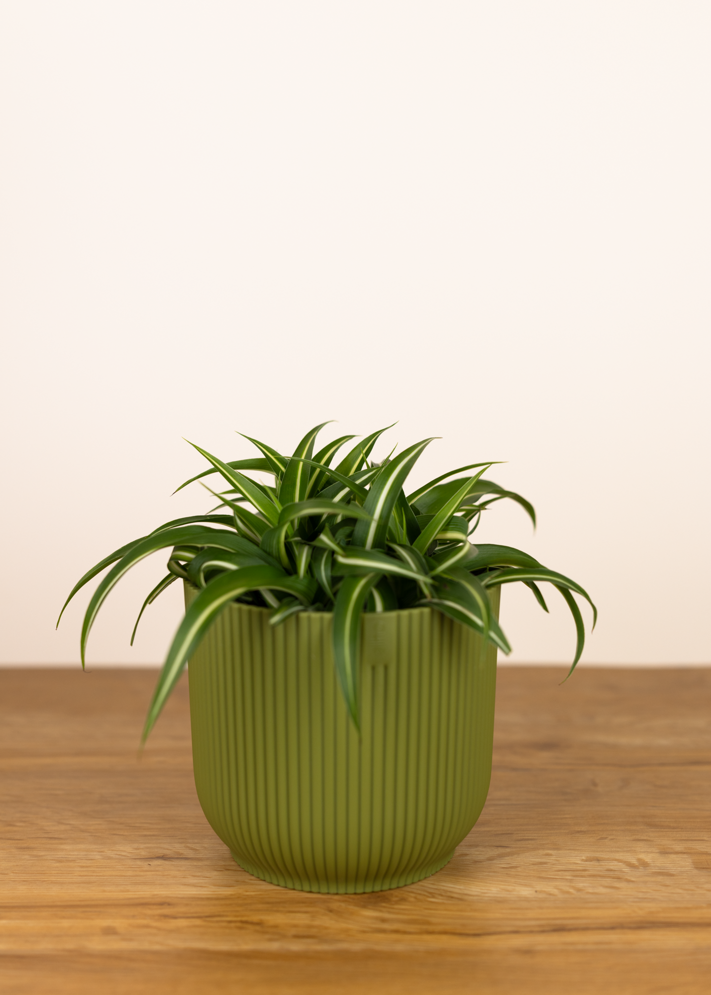 Chlorophytum comosum bonnie