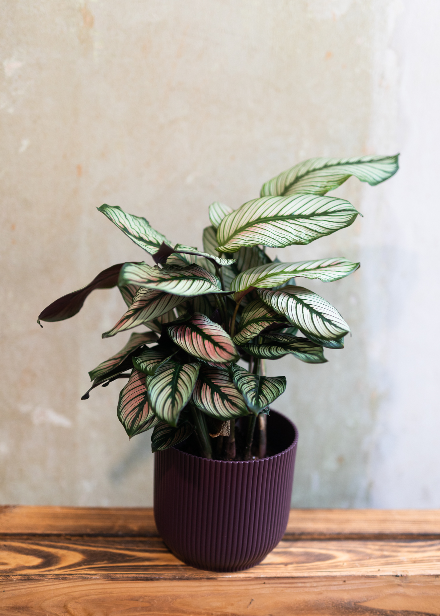 Calathea (Goeppertia) majestica whitestar