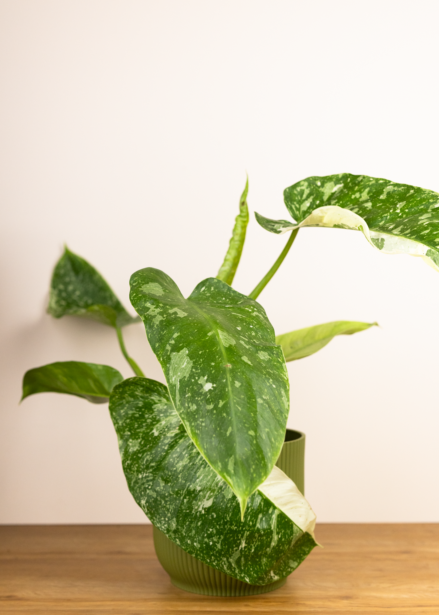 Philodendron Jose Buono L