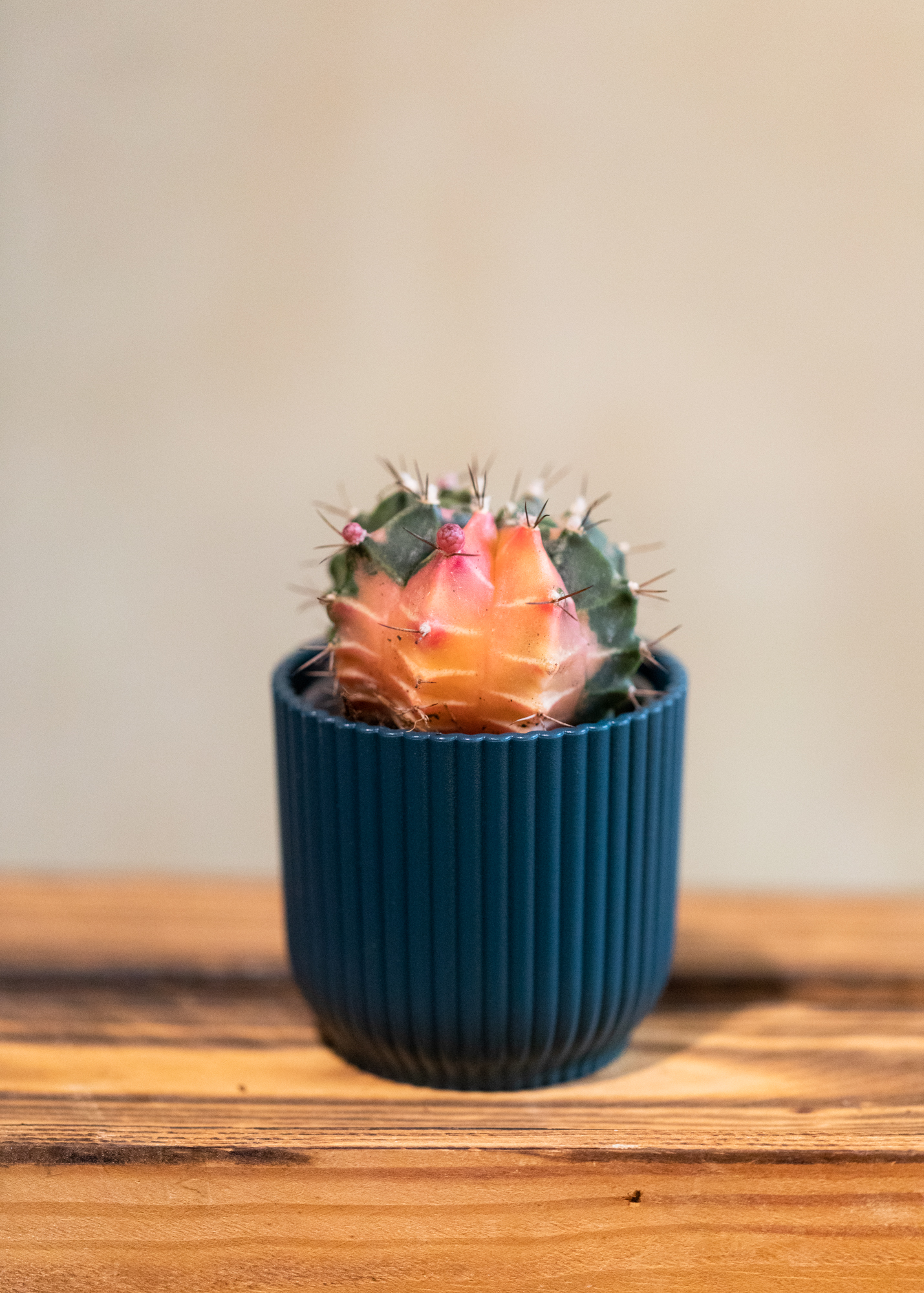 Gymnocalycium Mihanovichii Variegata 11