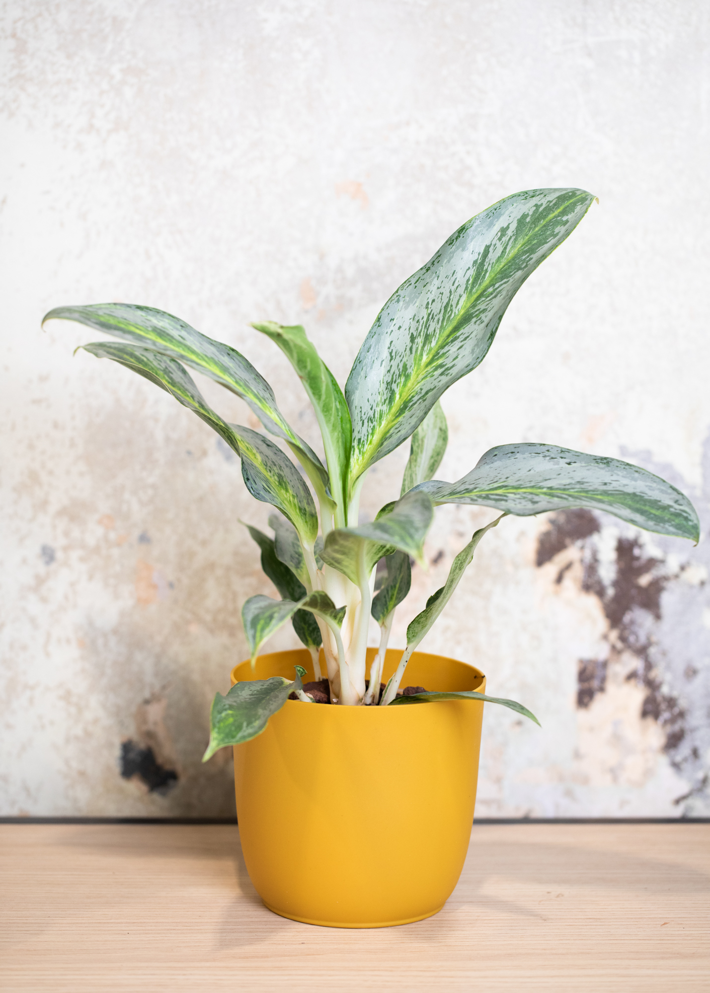 Aglaonema Emerald Stone