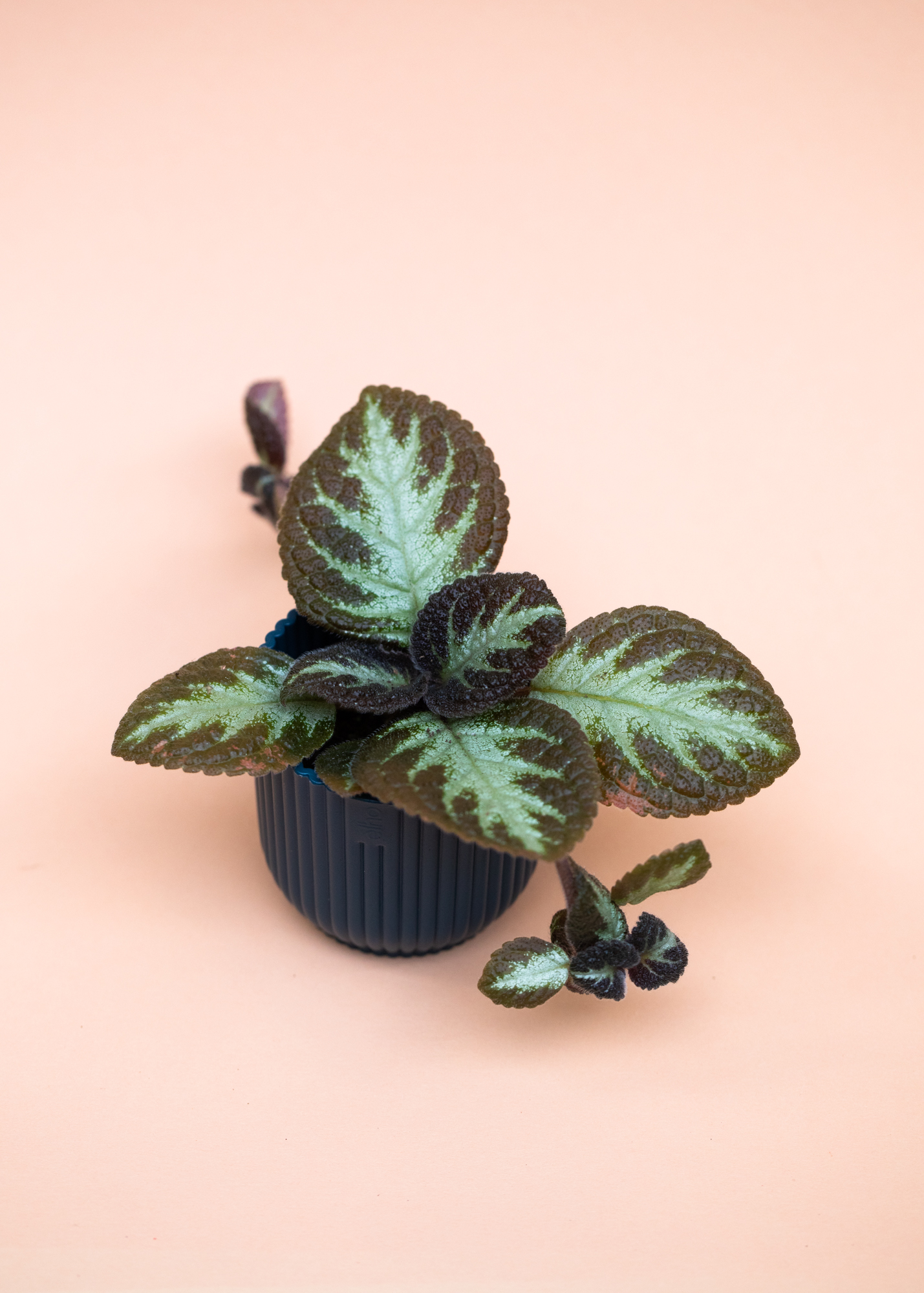 Episcia Cupreata Silver Shield