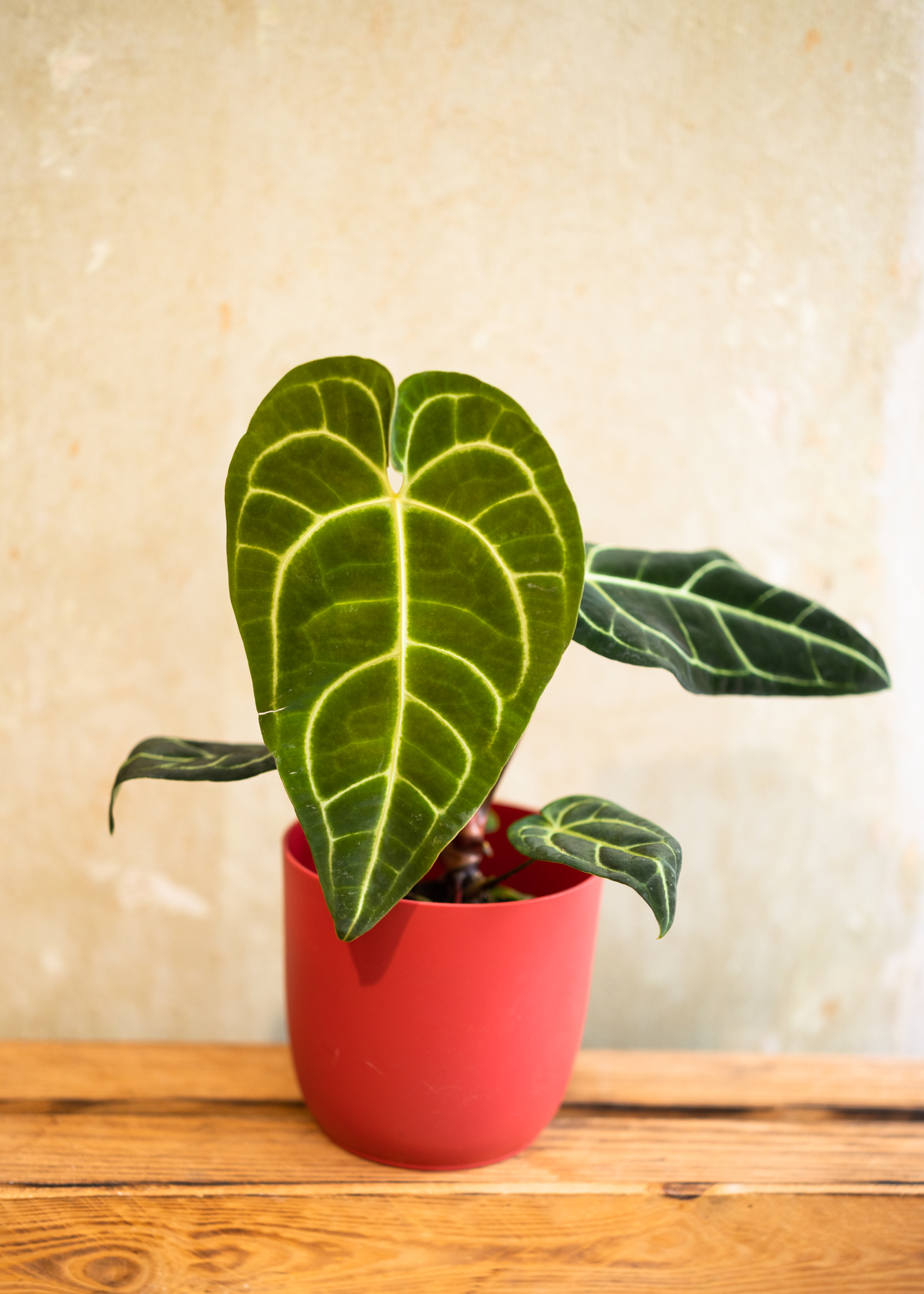 Anthurium Regale
