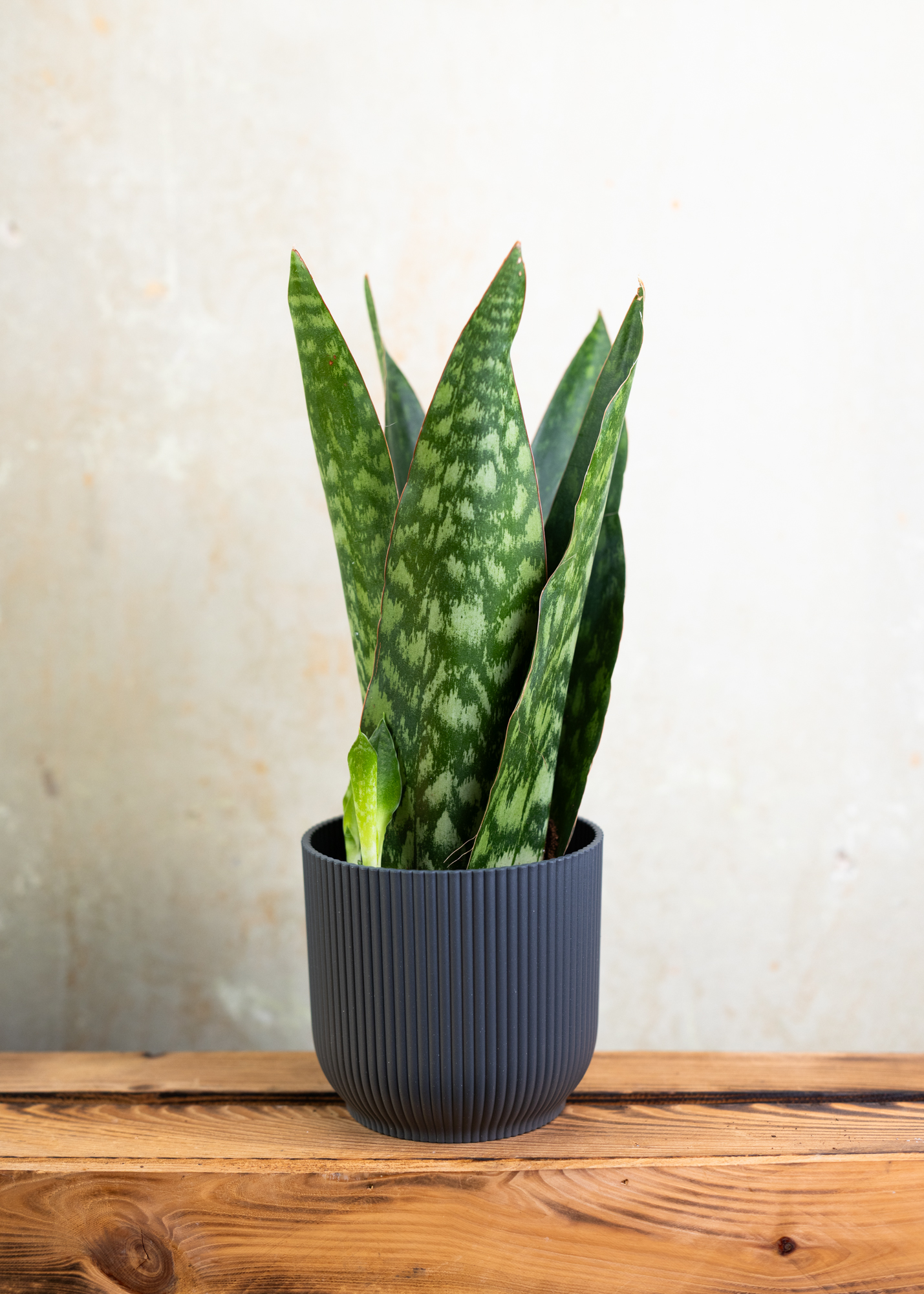 Sansevieria (Dracaena) jamaiquina queen