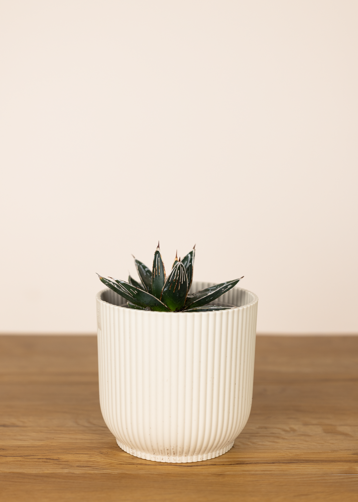 Agave victoria reginae