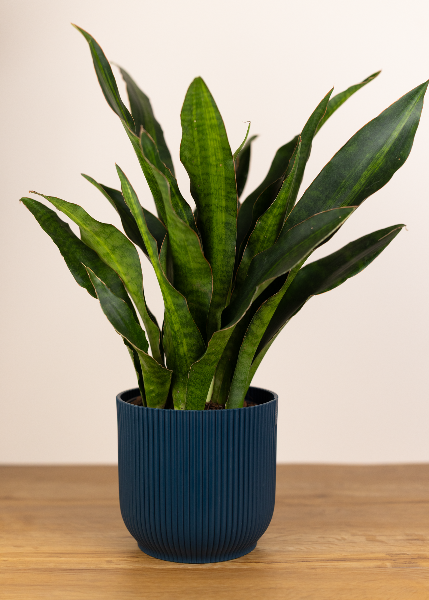 Sansevieria aubrytiana nite lite