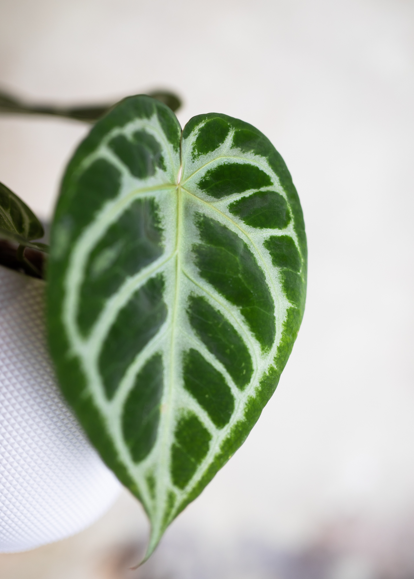 Anthurium Crystallinum Silver Blush L