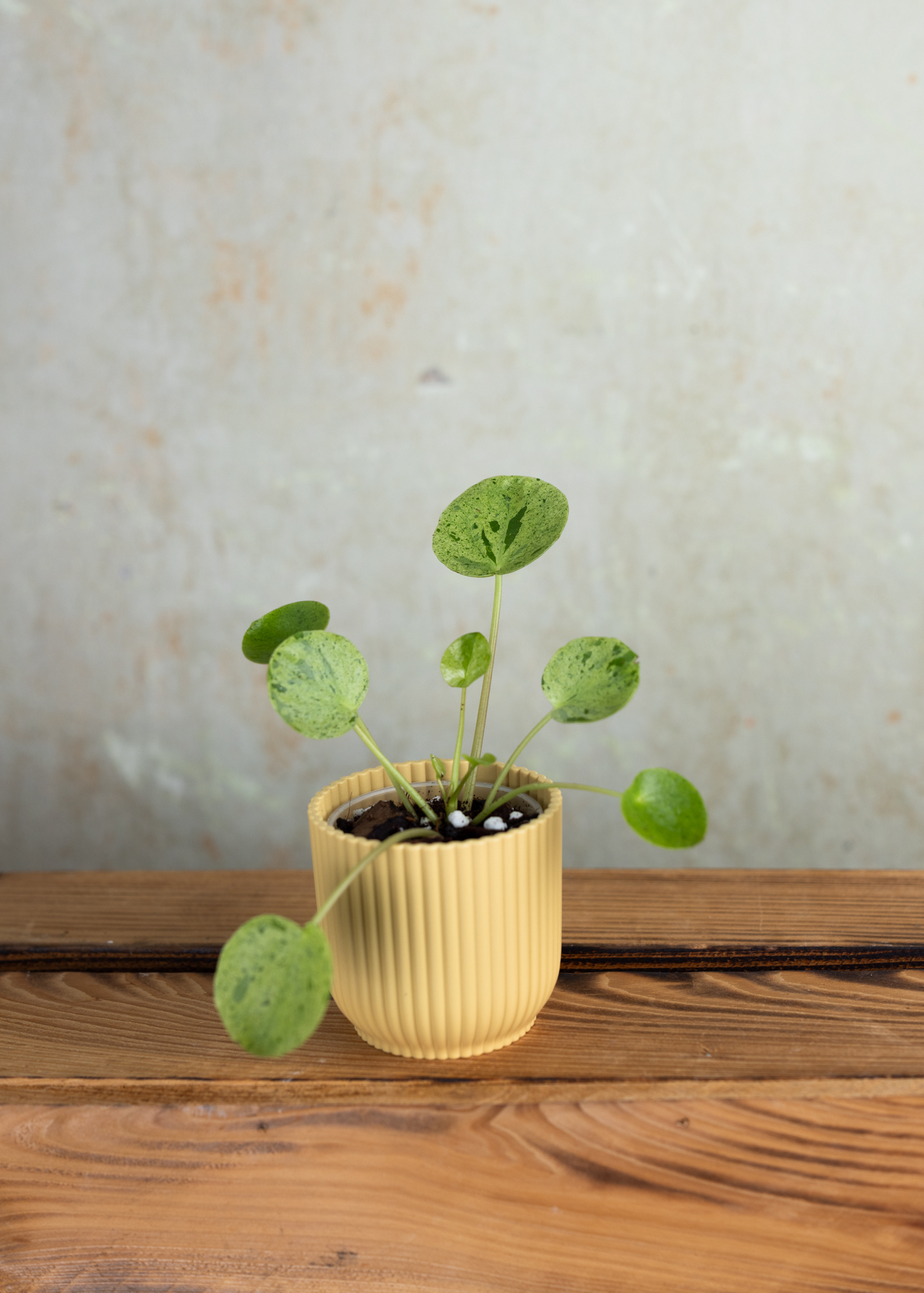 Pilea peperomioides mojito XS