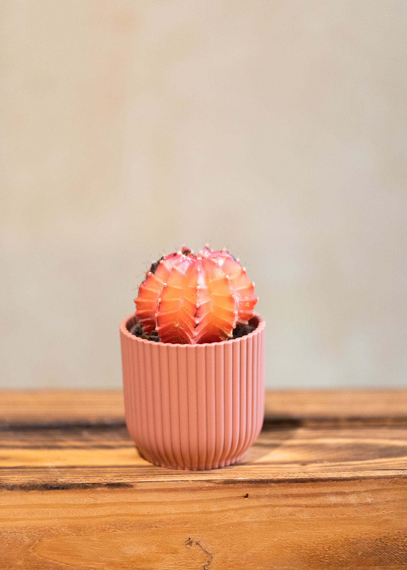 Gymnocalycium Mihanovichii Variegata 4