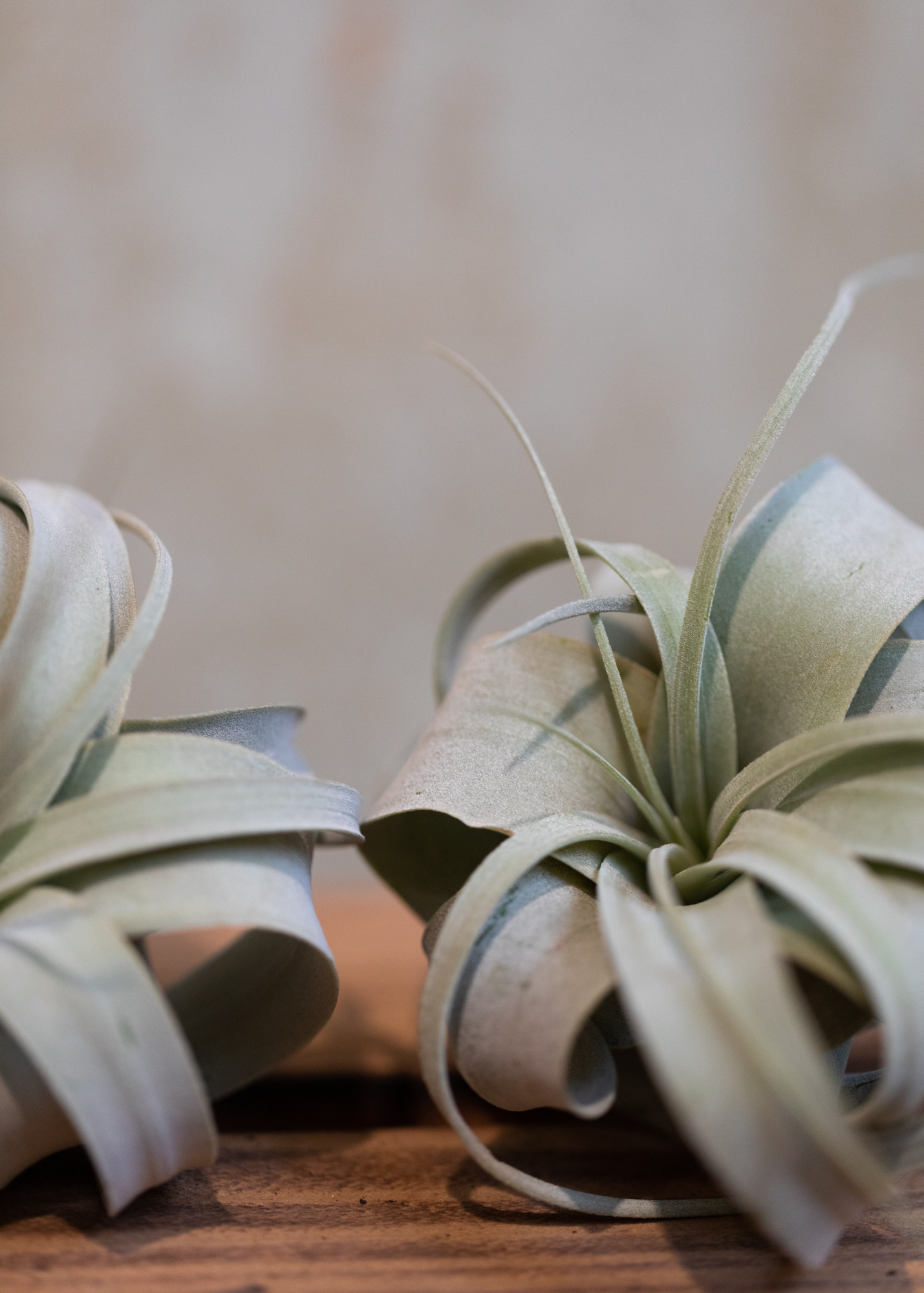 Tillandsia xerographica