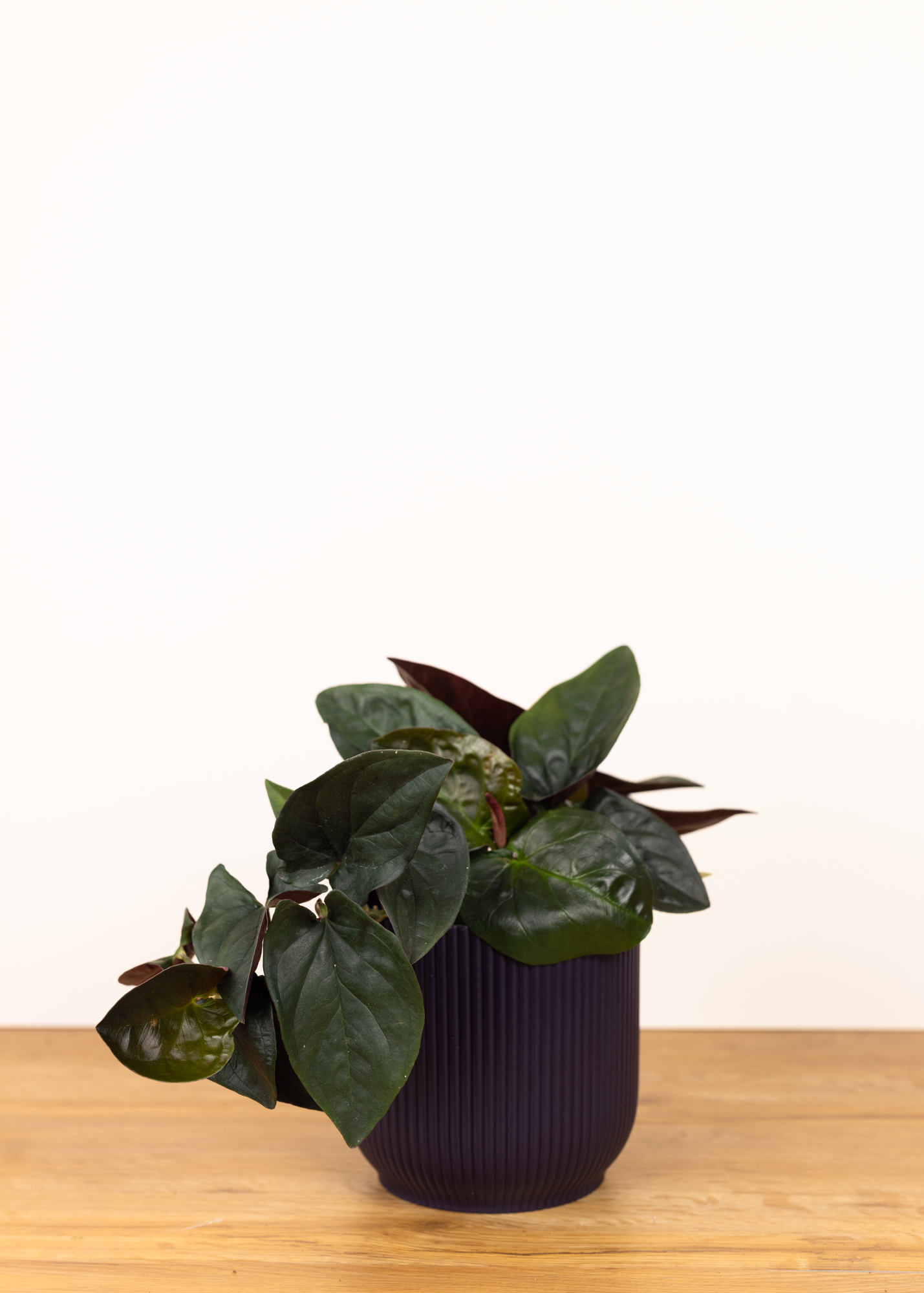 Syngonium erythrophyllum