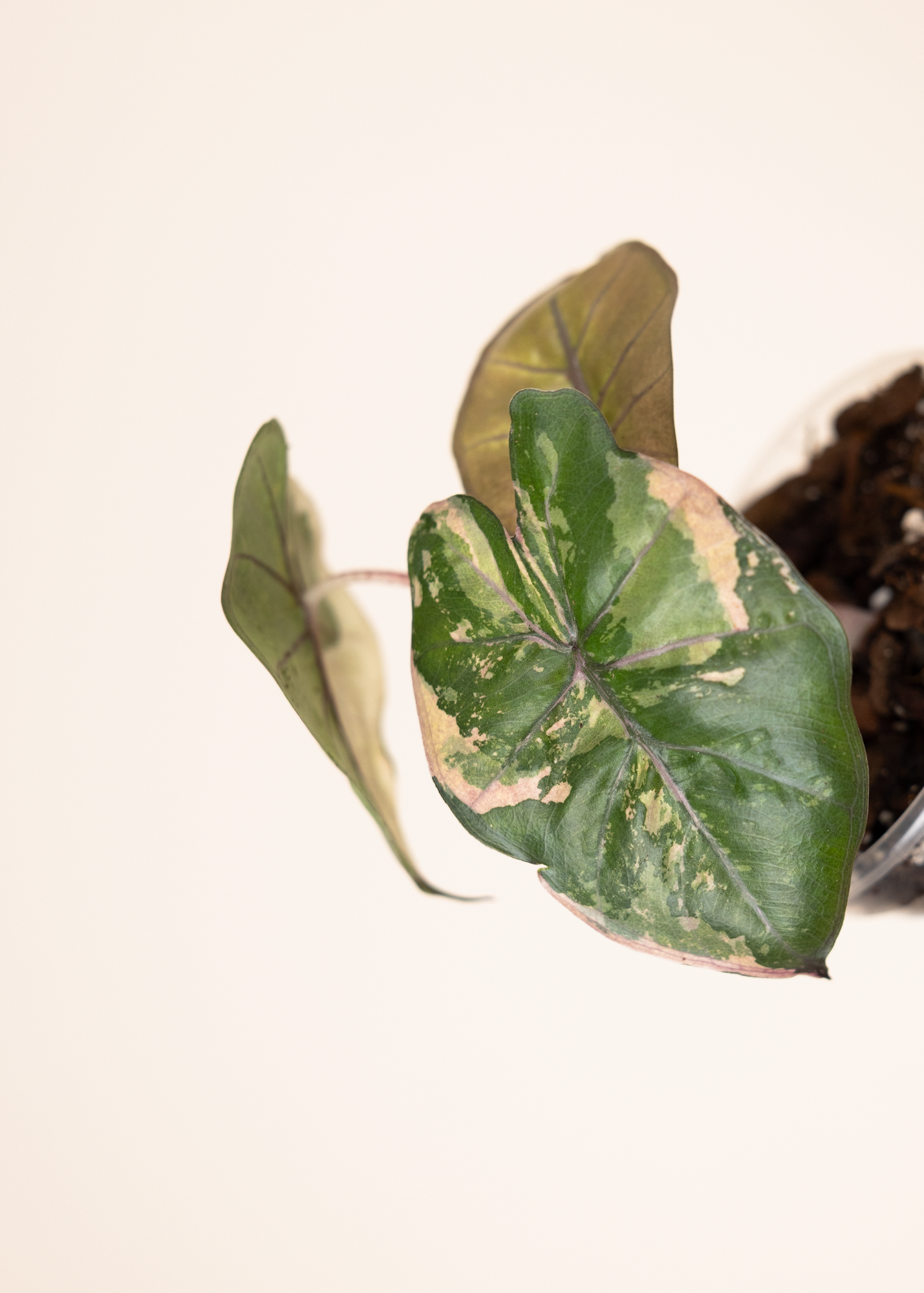 Alocasia yucatan princess variegata 2