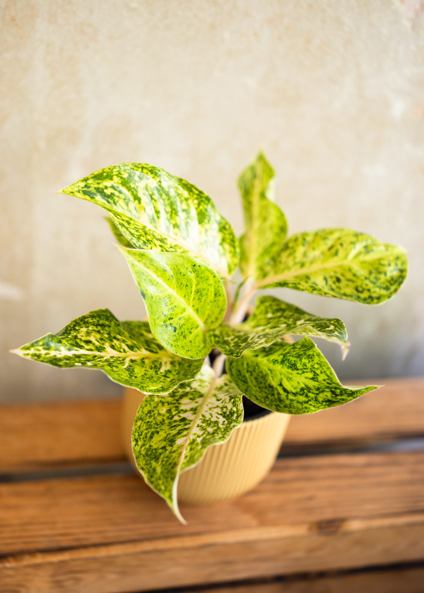 Aglaonema white laksap
