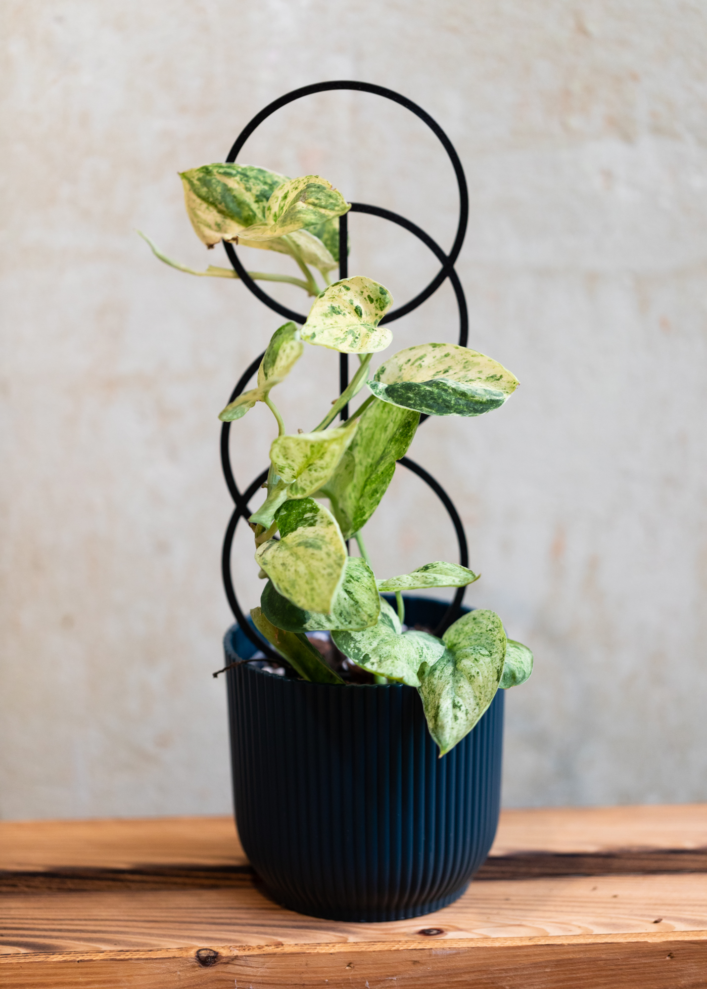 Scindapsus pictus jade satin marble variegata
