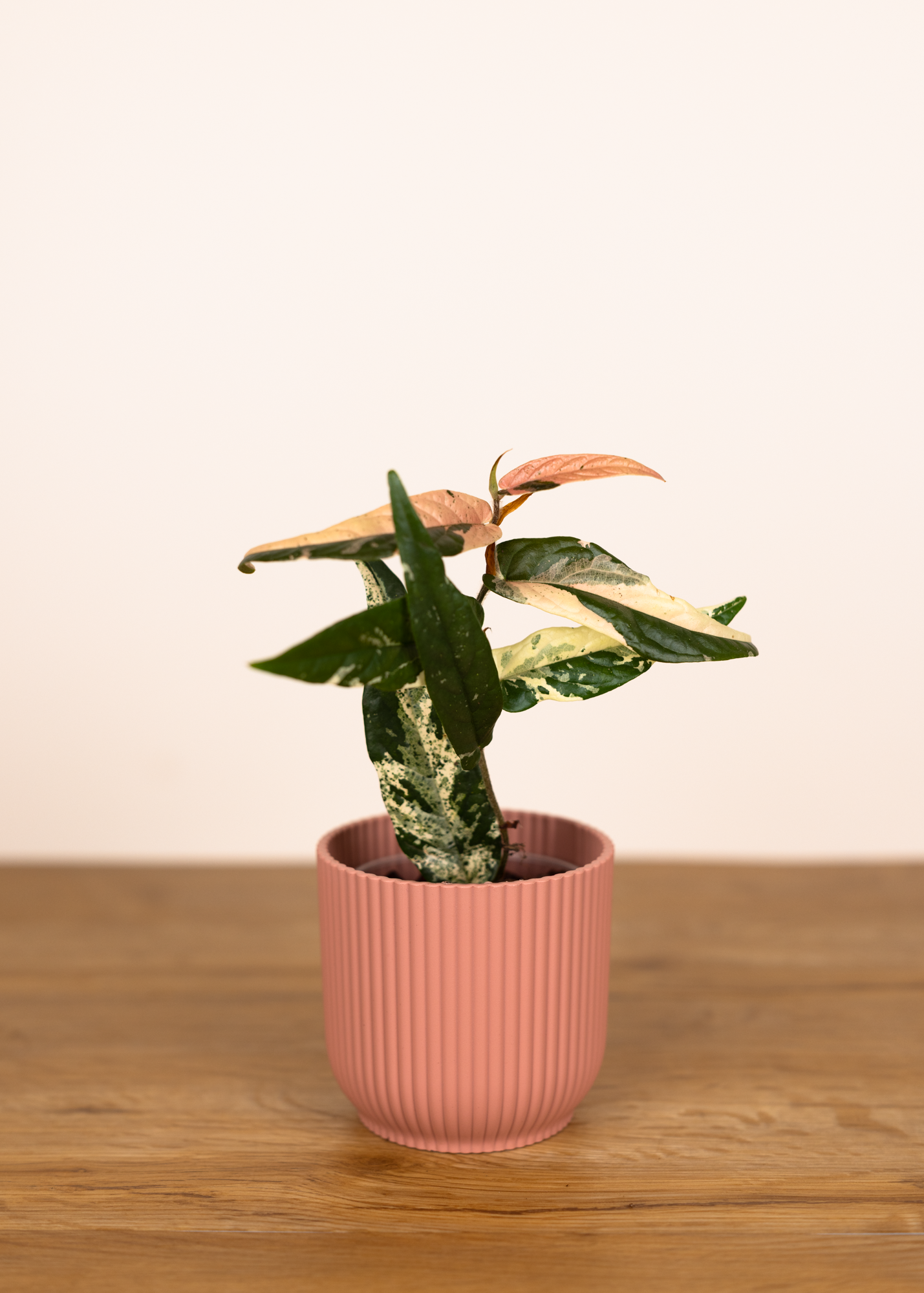 Ficus sagittata variegata