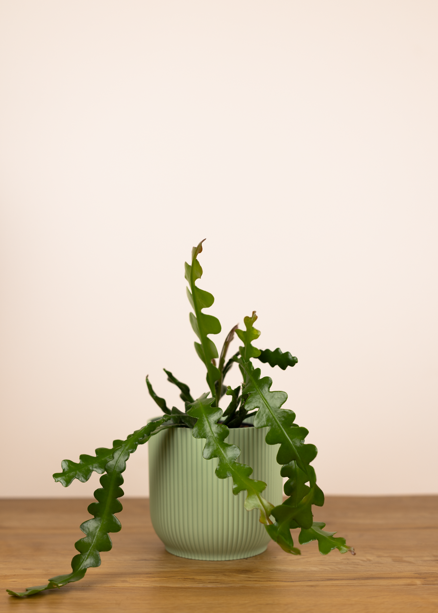 Epiphyllum anguliger