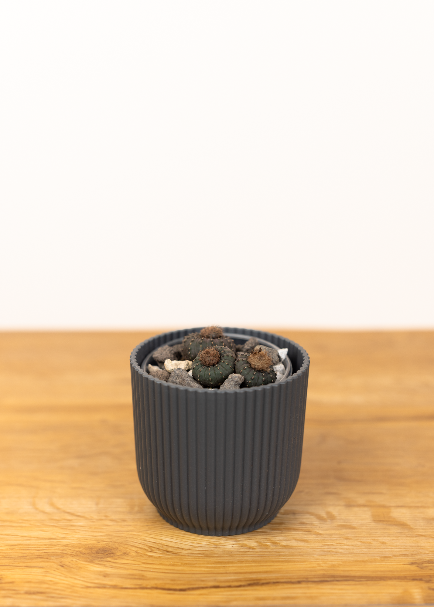 Frailea castanea
