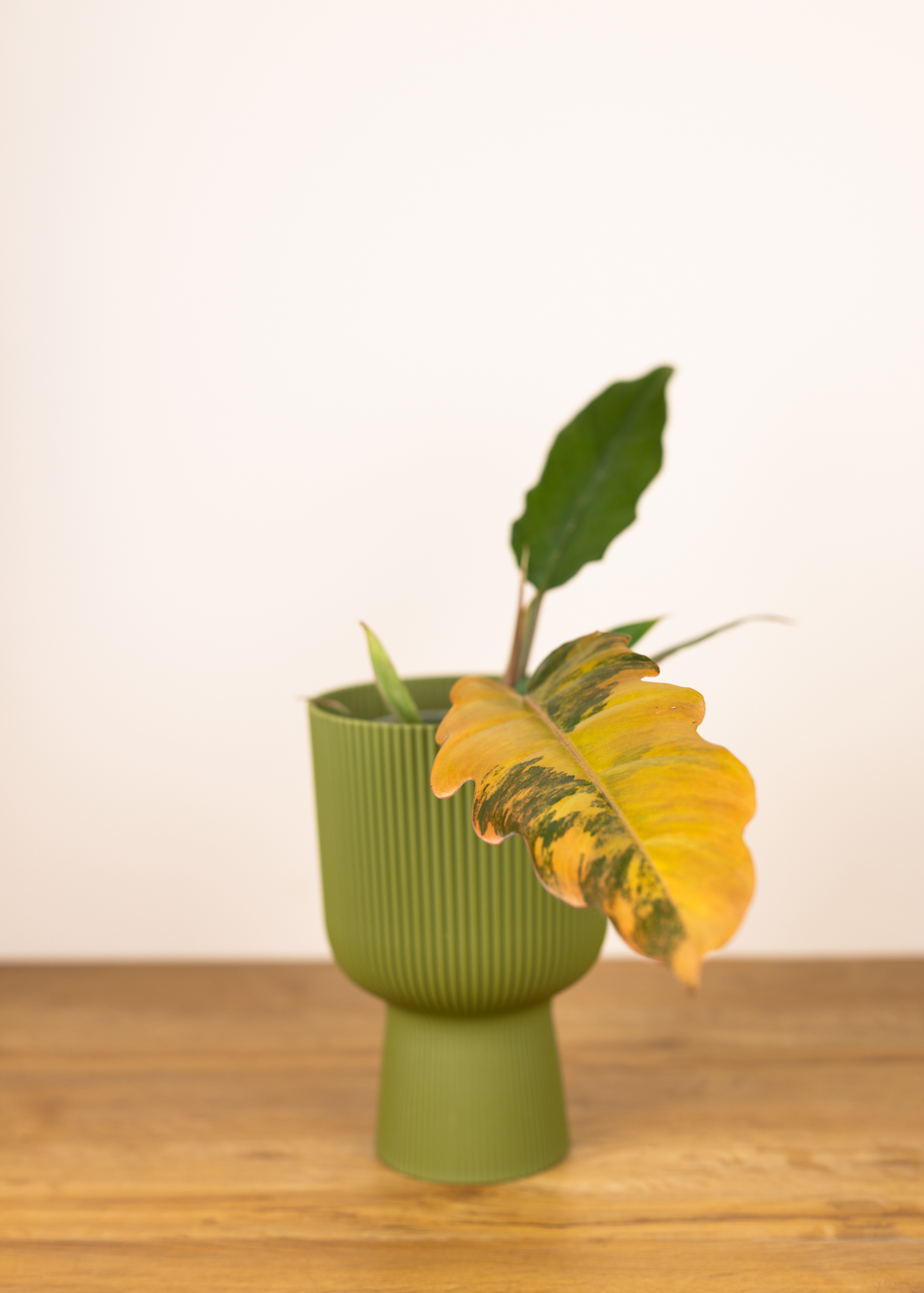 Philodendron caramel marble