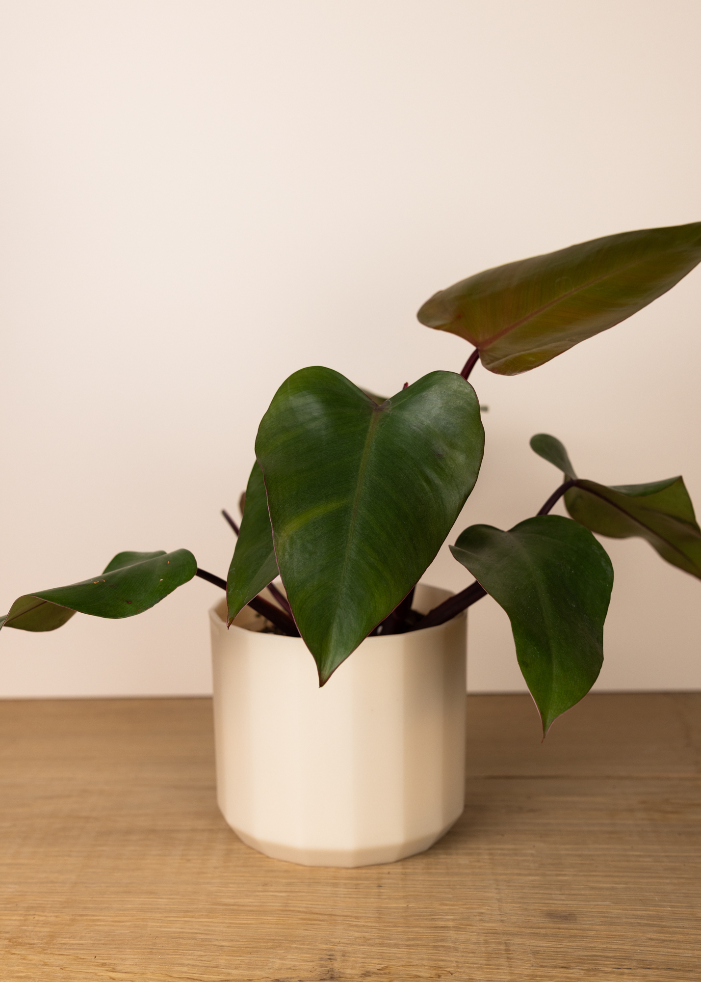 Philodendron Mandaianum