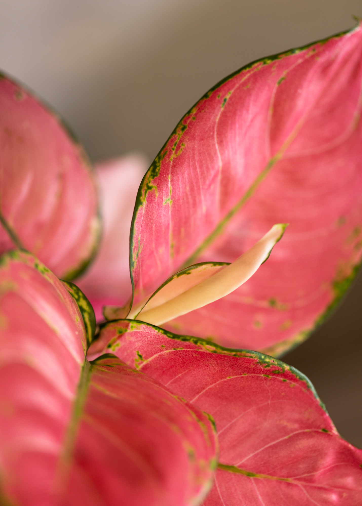 Aglaonema pink anyamanee