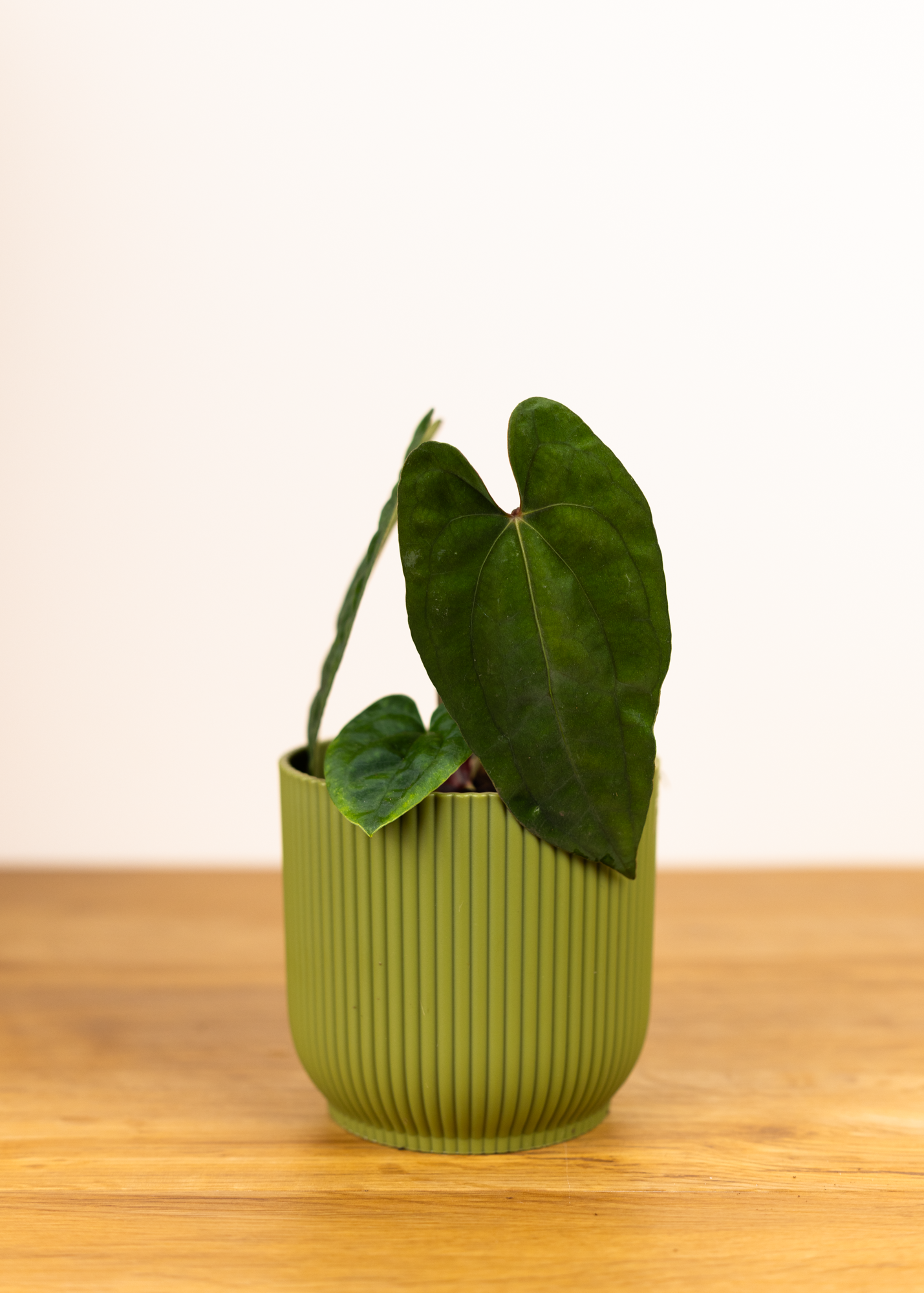 Anthurium dark phoenix S