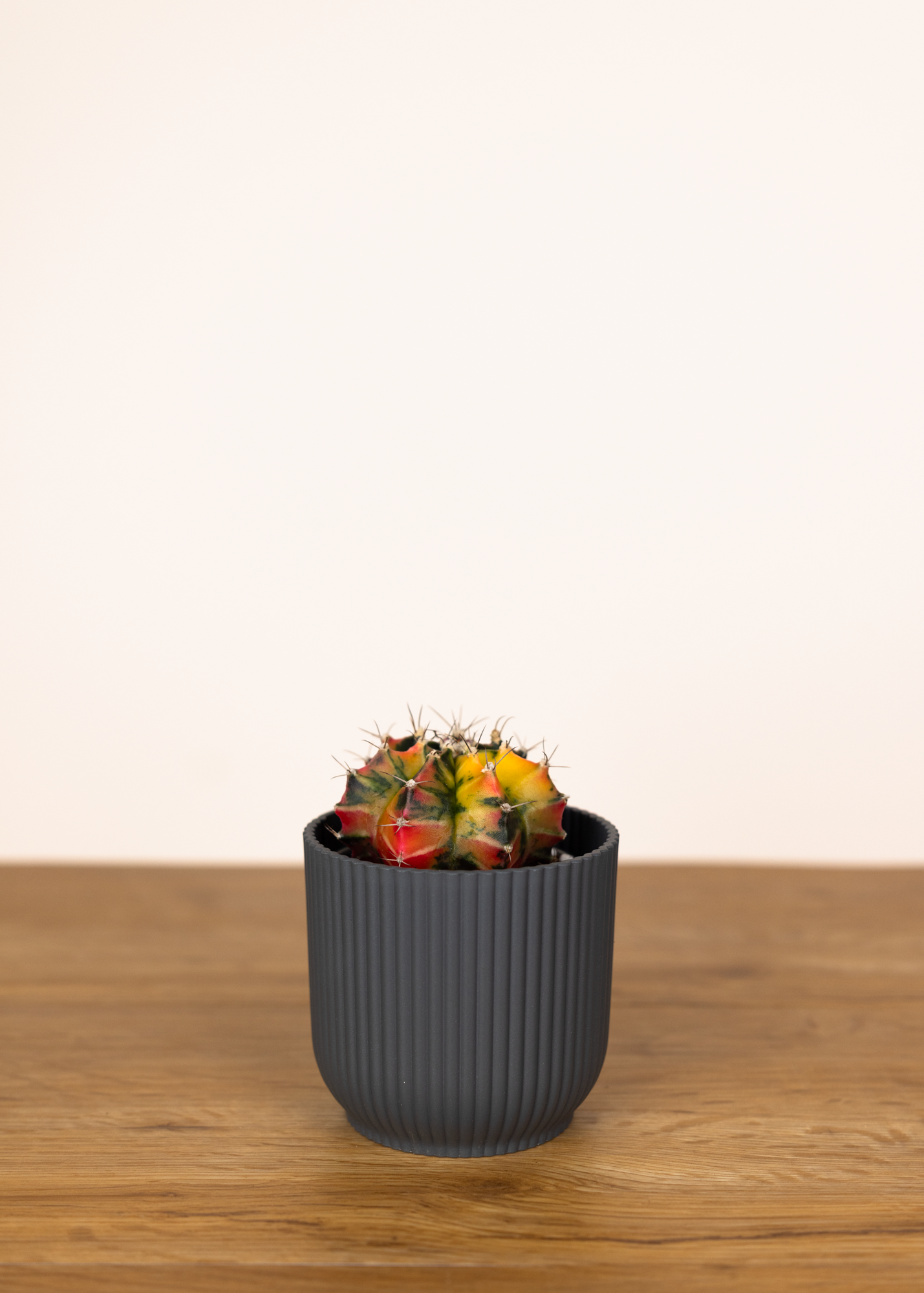 Gymnocalycium Mihanovichii Variegata 5