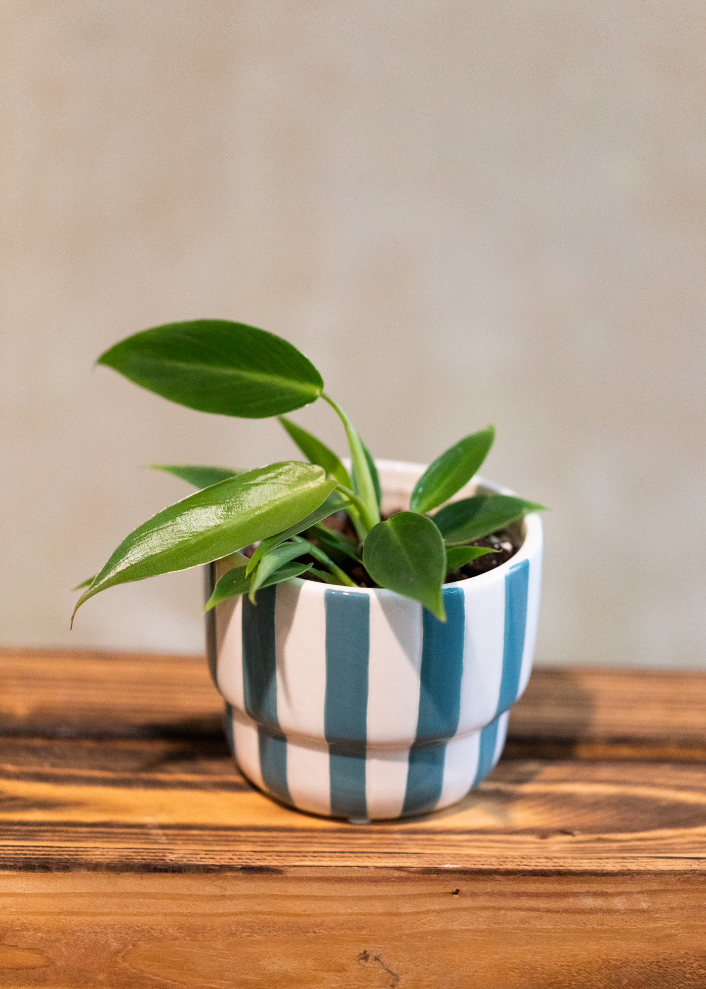 Philodendron spiritus sancti