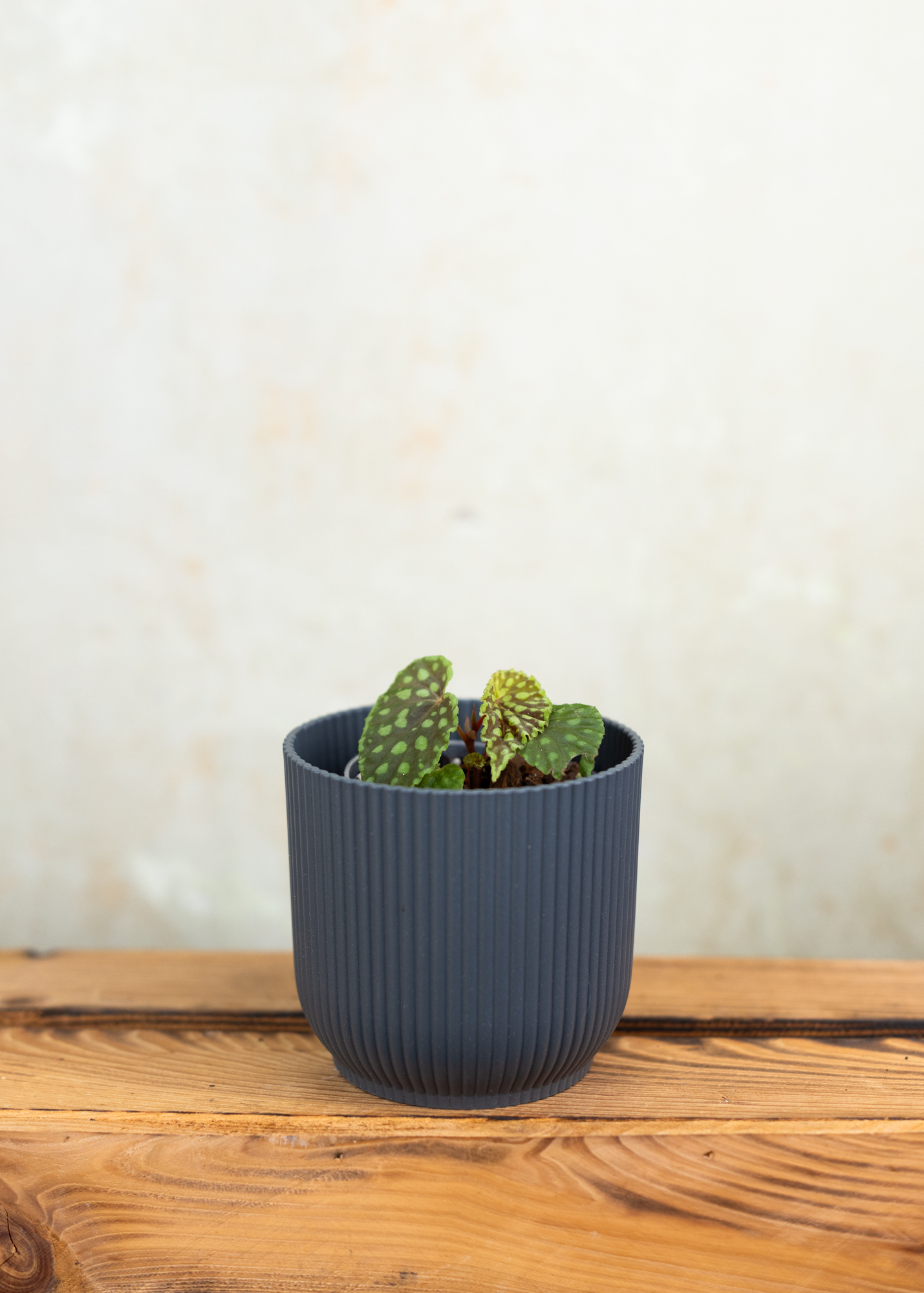 Begonia Chlorosticta