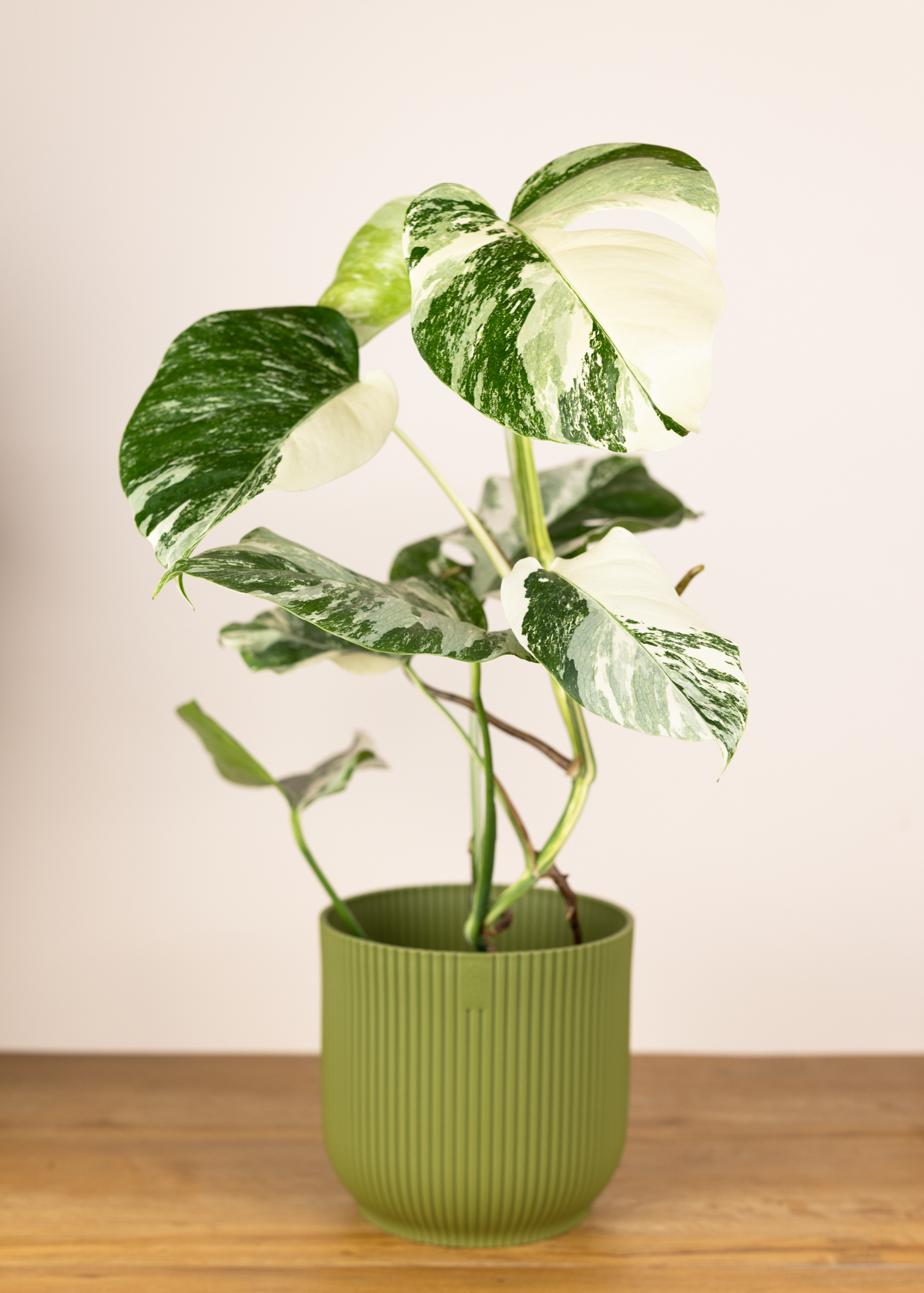 Monstera deliciosa albo variegata 2