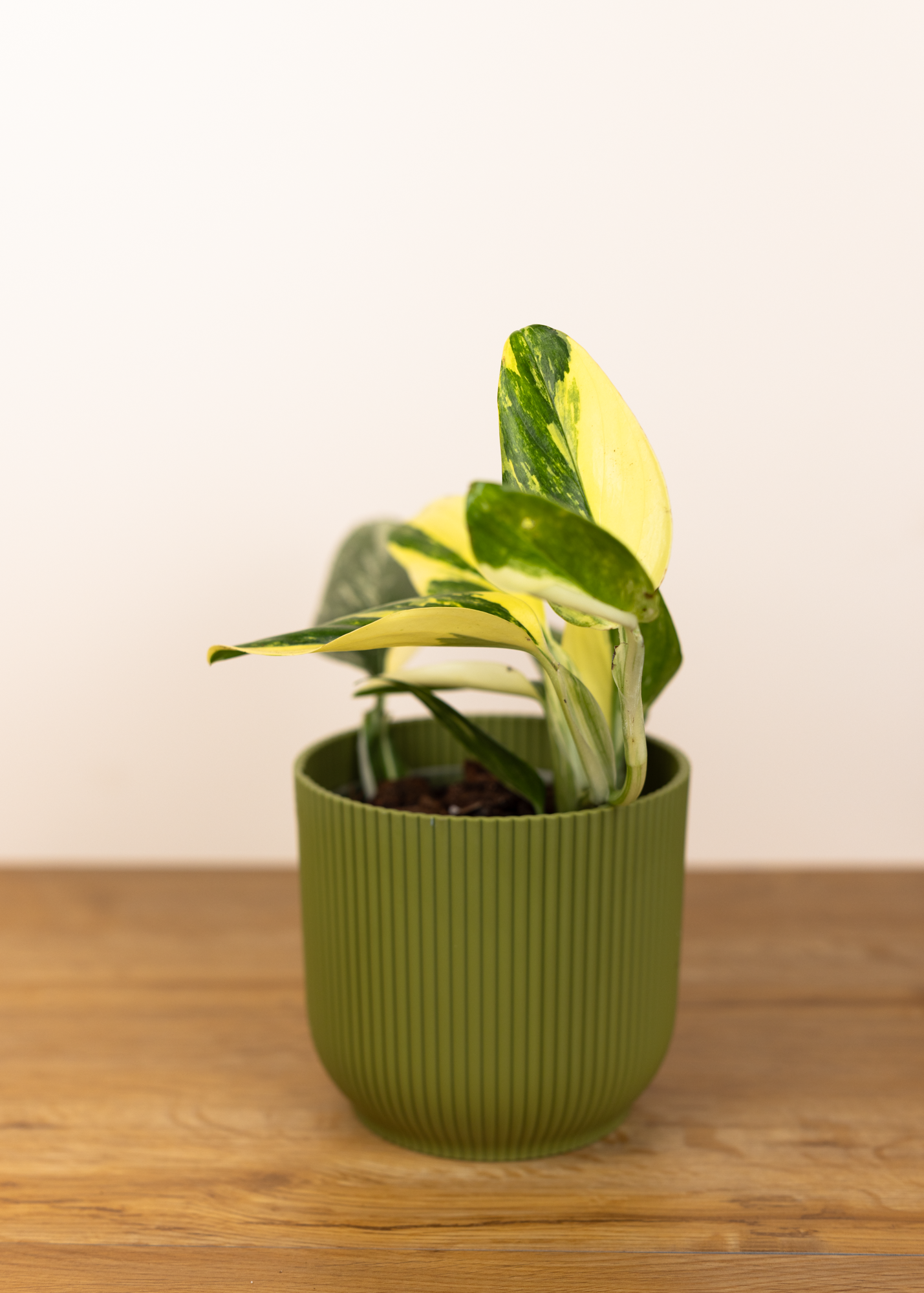 Monstera standleyana aurea variegata