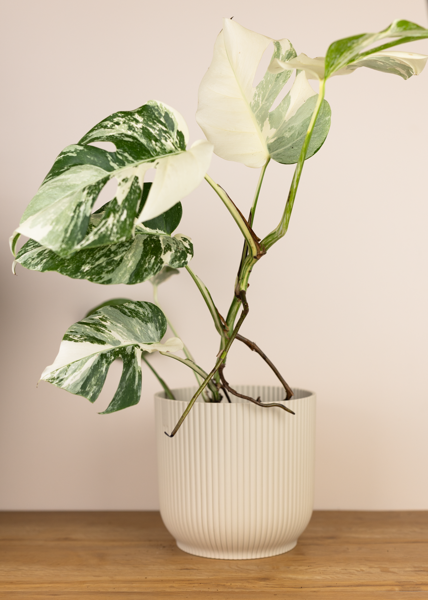 Monstera deliciosa albo variegata 2