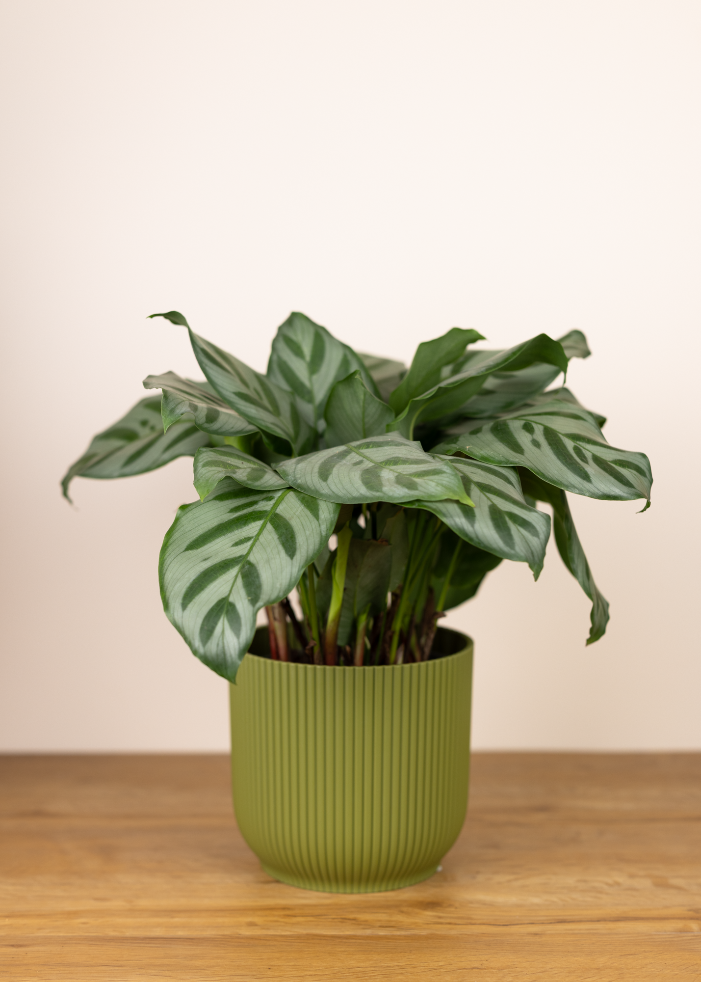 Calathea (Goeppertia) ‘Bella’