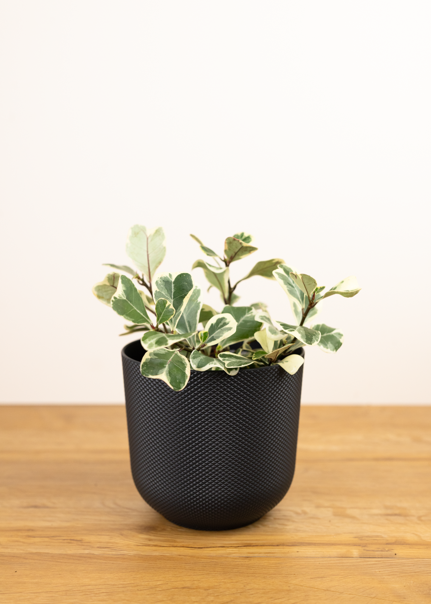 Ficus triangularis variegata 