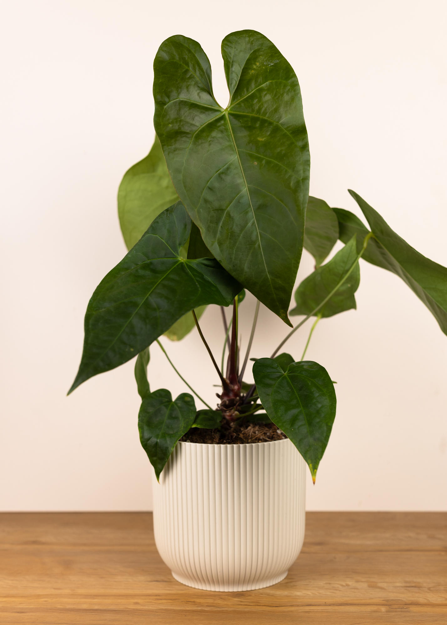 Anthurium NoID (Maggie)