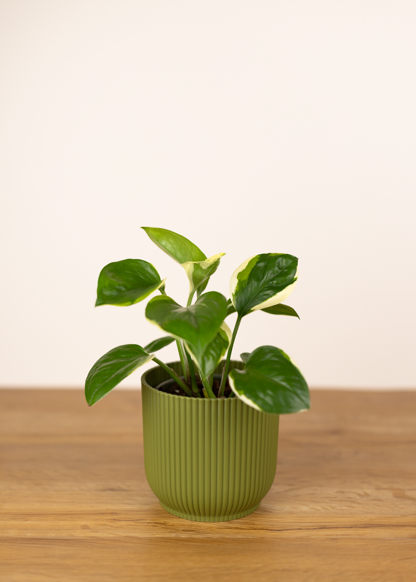 Epipremnum aureum manjula poonsin M