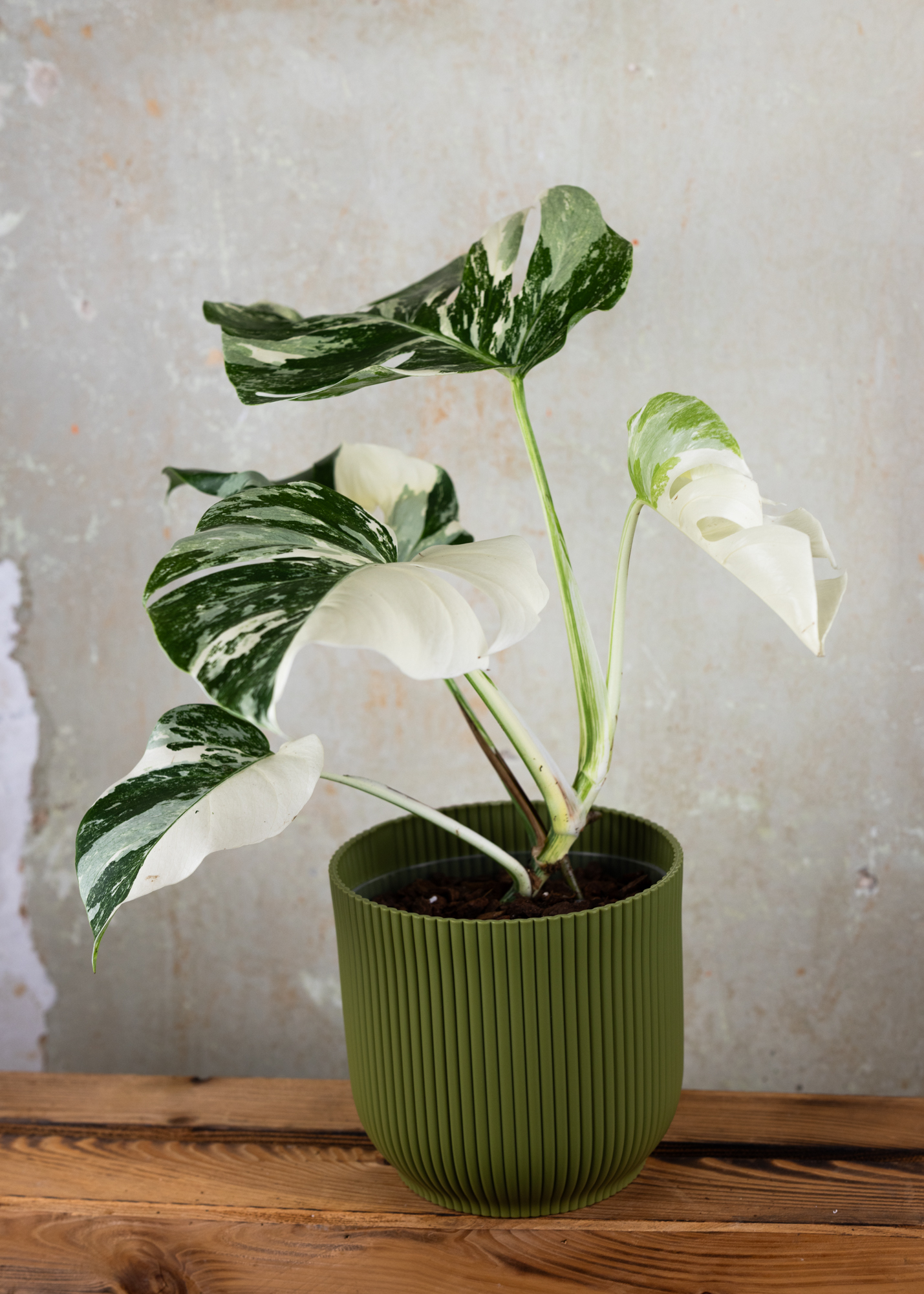 Monstera Deliciosa Albo Variegata M (starke Panaschierung) 2 Monstera Deliciosa Albo Variegata M (starke Panaschierung) 2