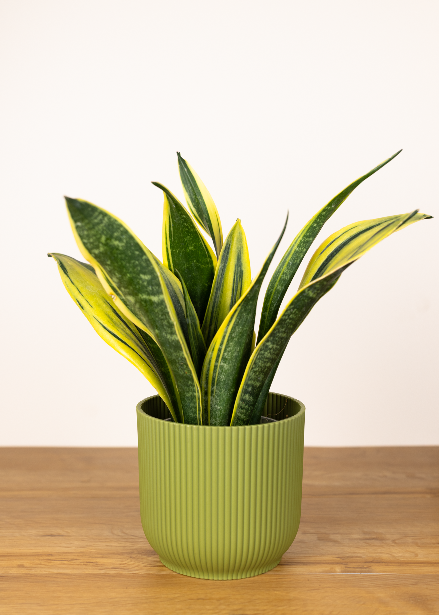 Sansevieria (Dracaena) golden flame