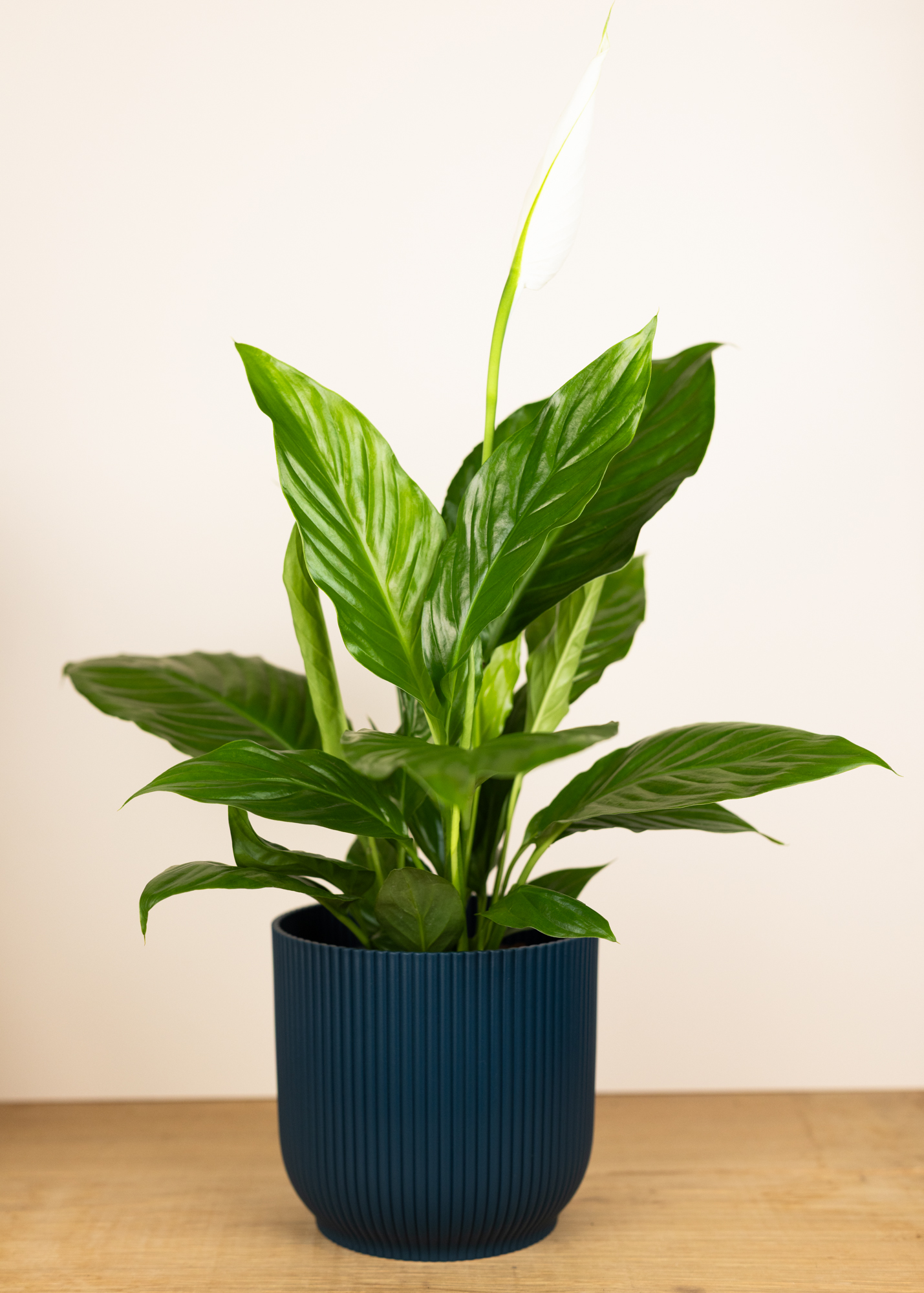 Spathiphyllum sweet silvana
