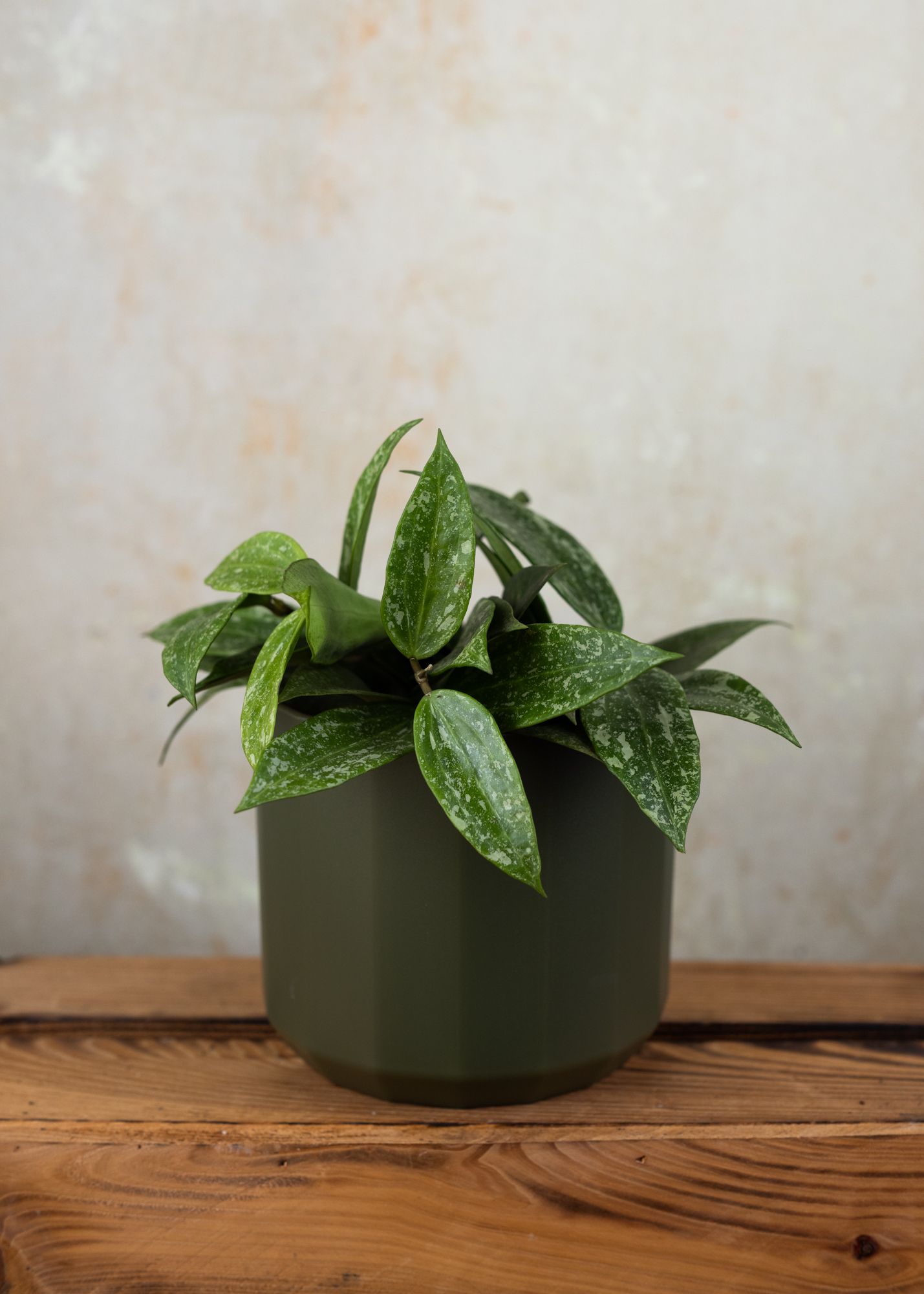 Hoya latifolia rangsan