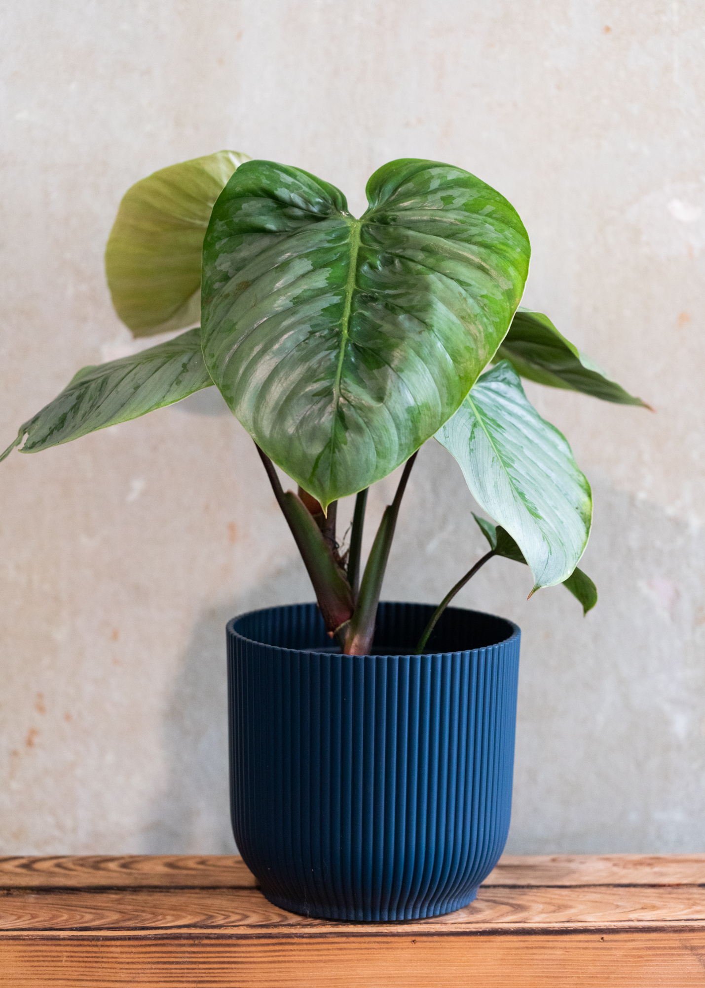 Philodendron Sodiroi 