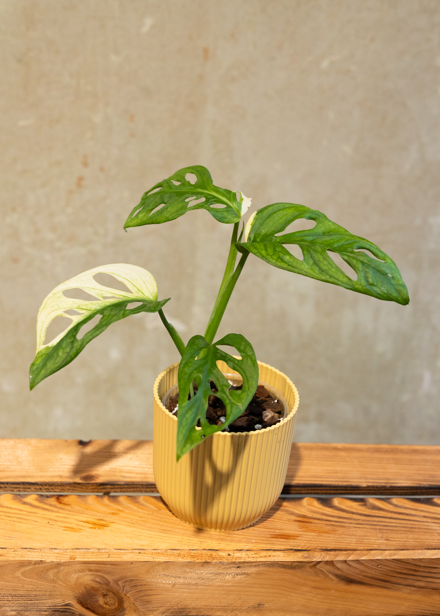 Monstera adansonii variegata 7
