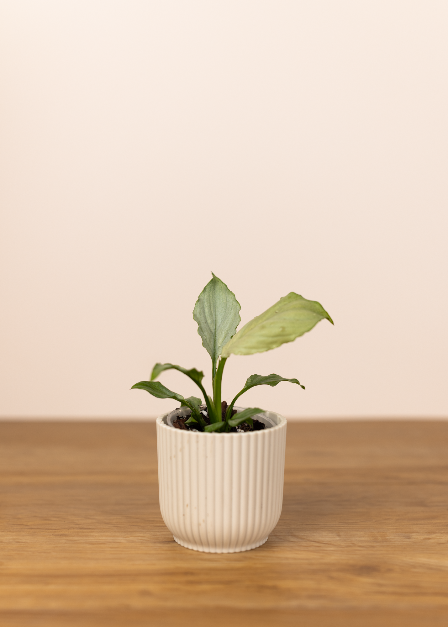 Spathiphyllum blue ice XS