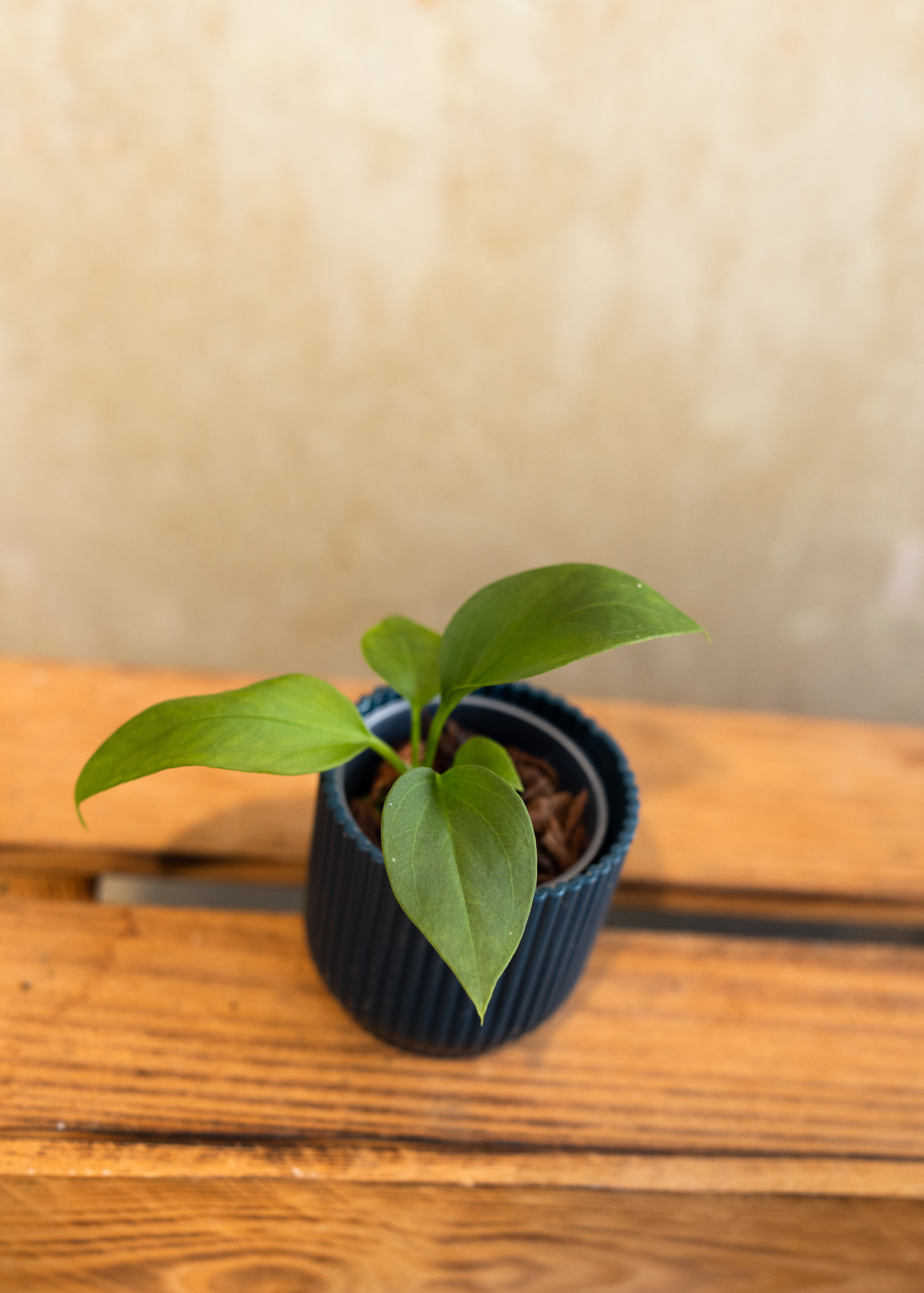 Anthurium vittarifolium