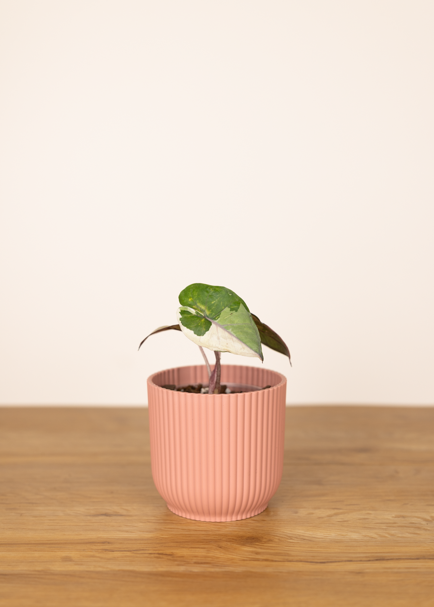 Alocasia yucatan princess variegata 2