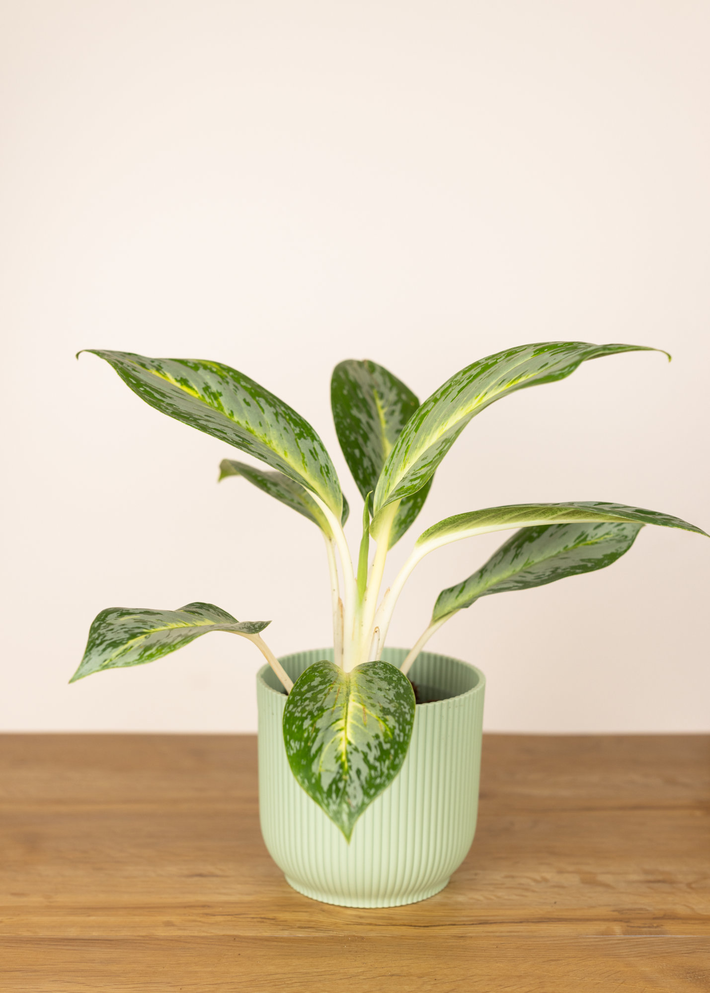 Aglaonema lemon honey