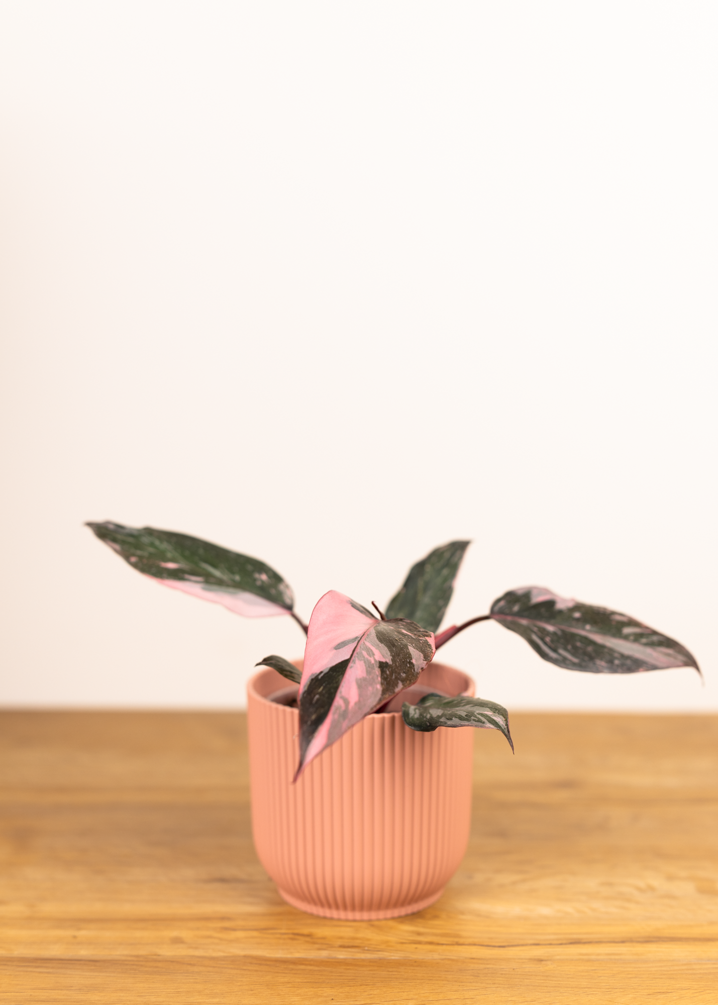 Philodendron pink princess