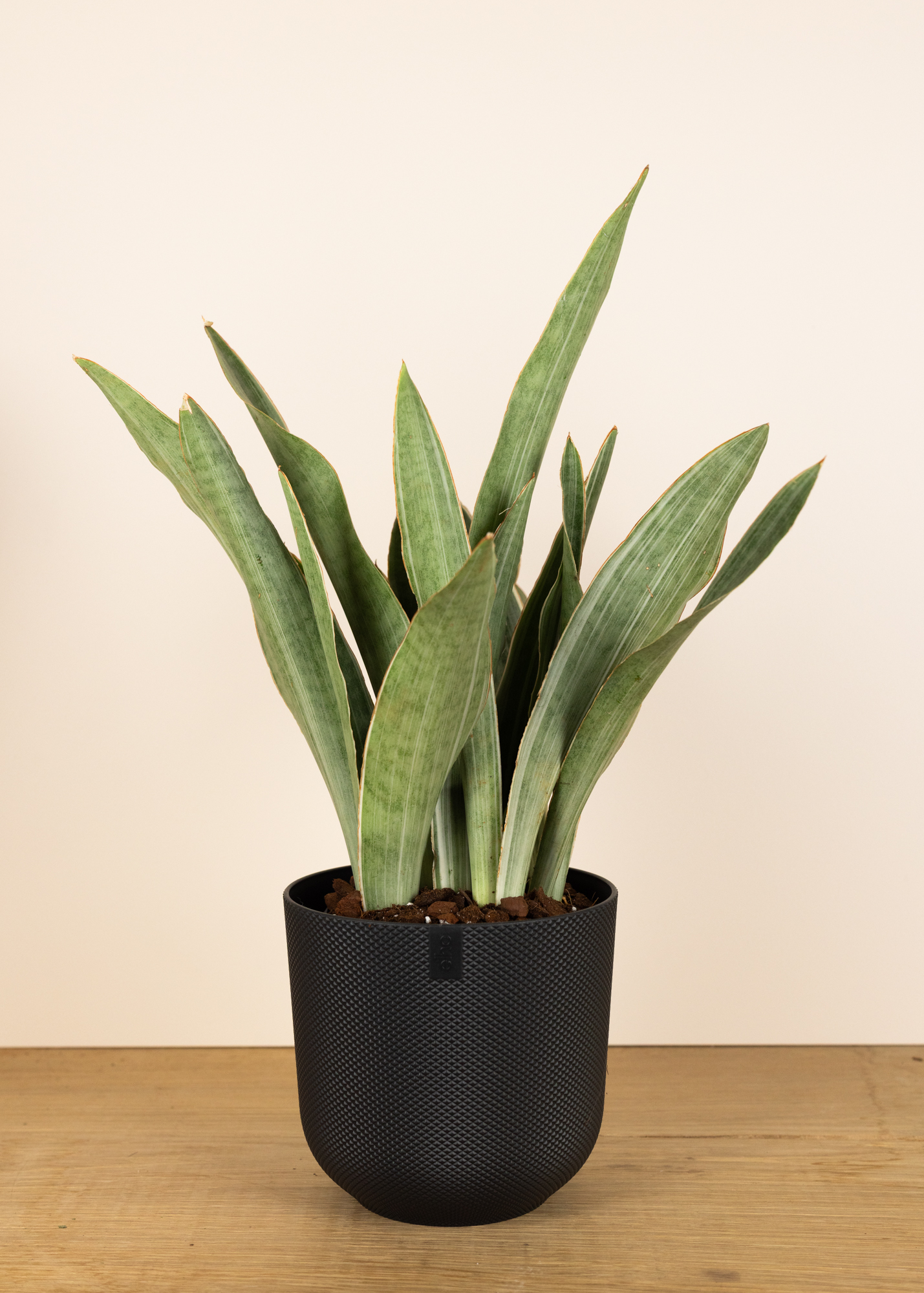 Sansevieria (Dracaena) aubrytiana metallica