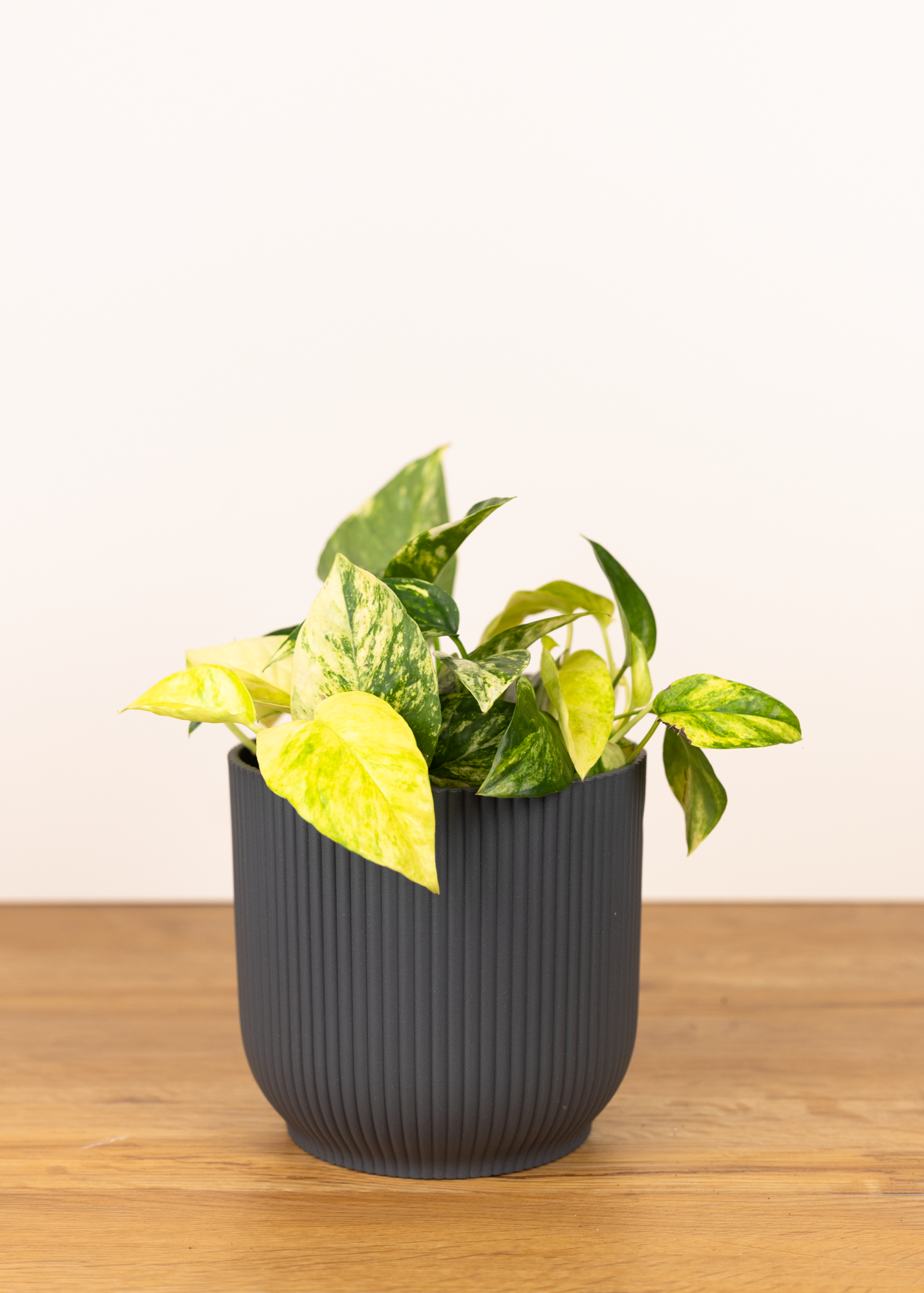 Epipremnum aureum curchill gold