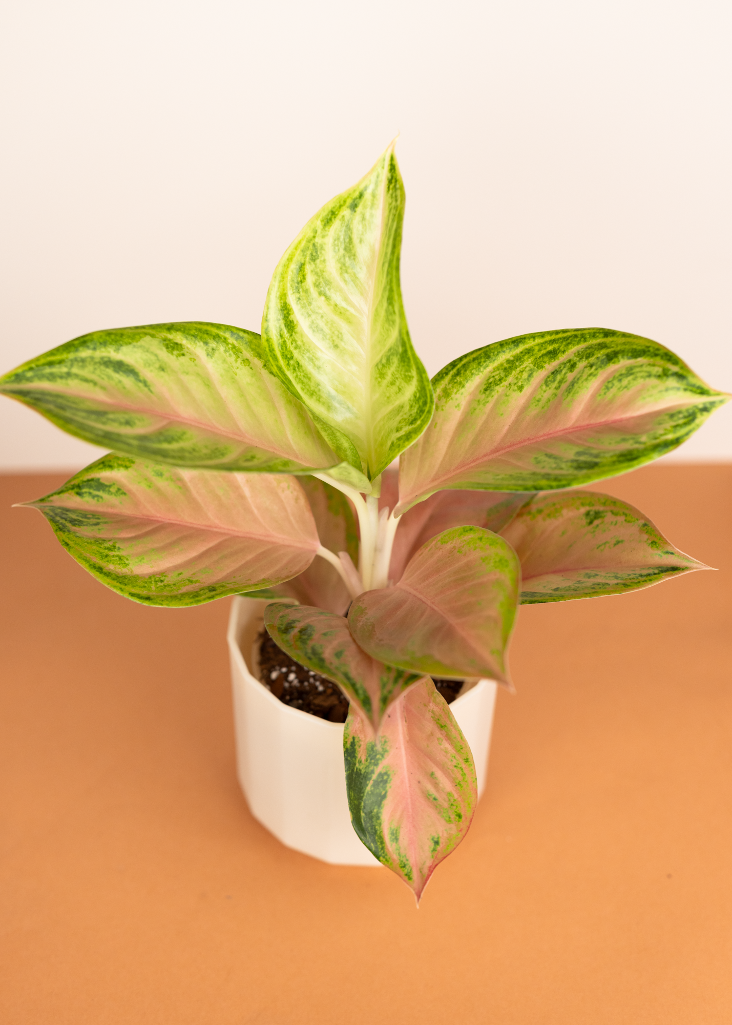 Aglaonema gendis pink cabbage