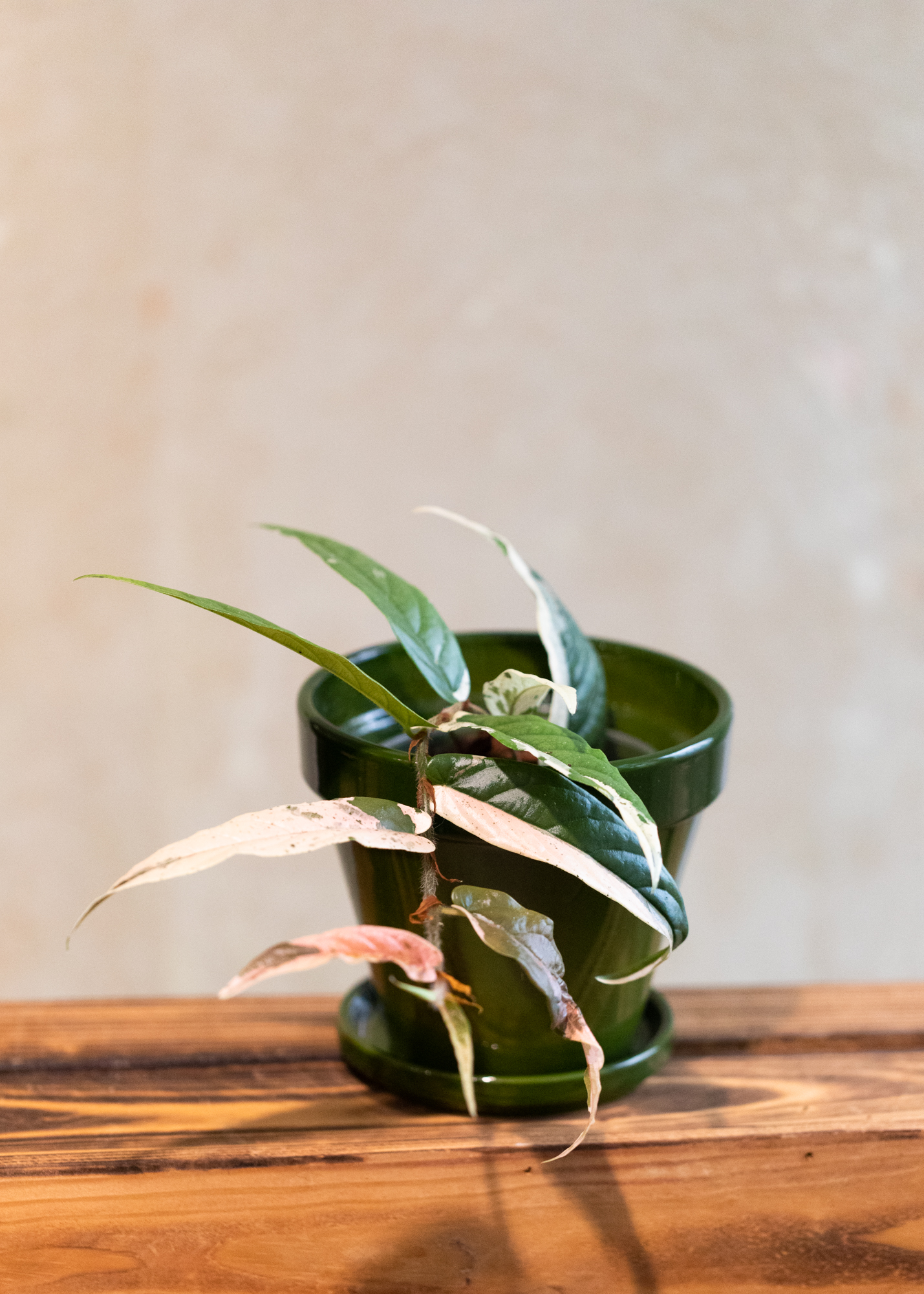 Ficus sagittata variegata